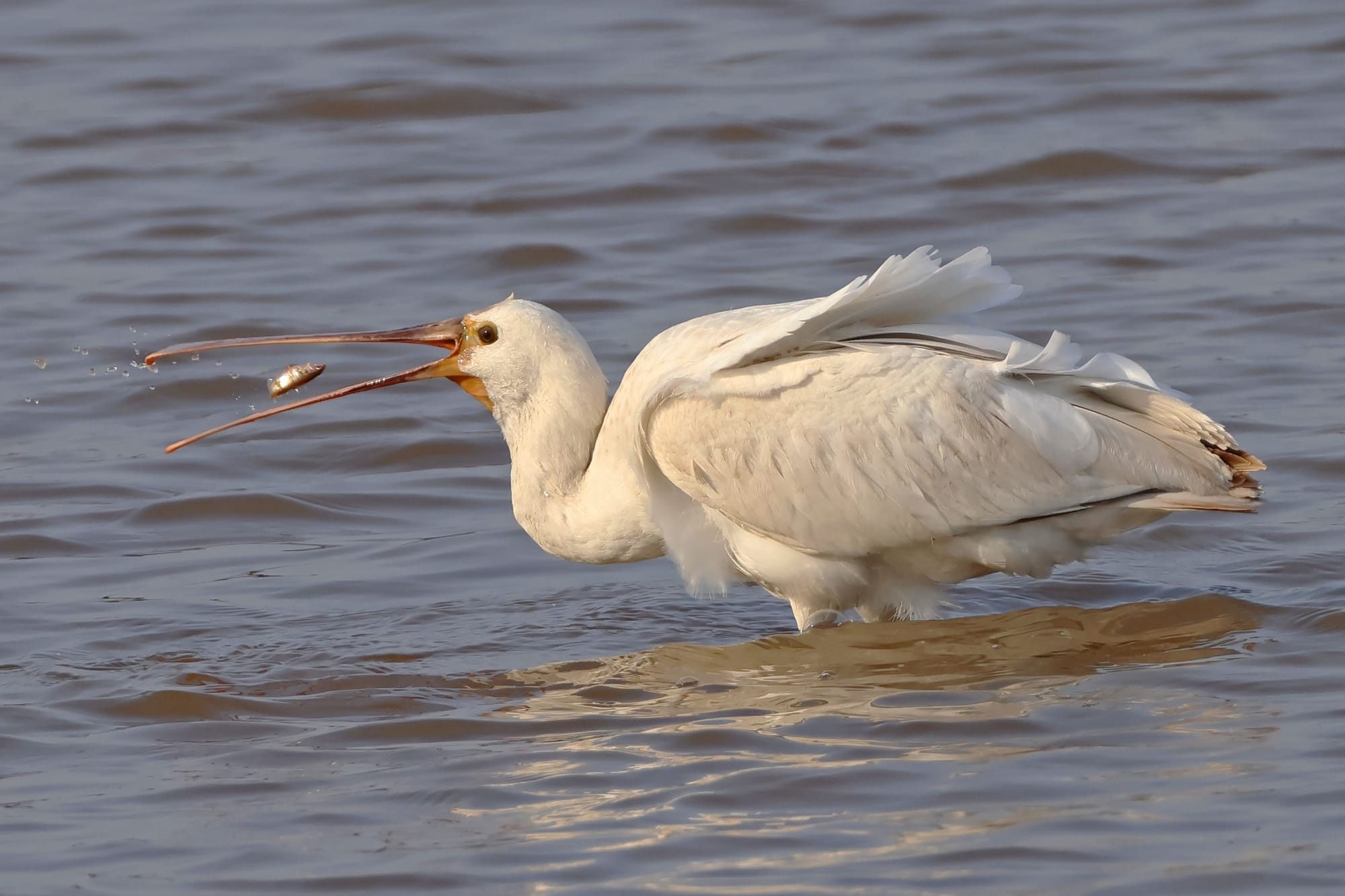 Spoonbill
