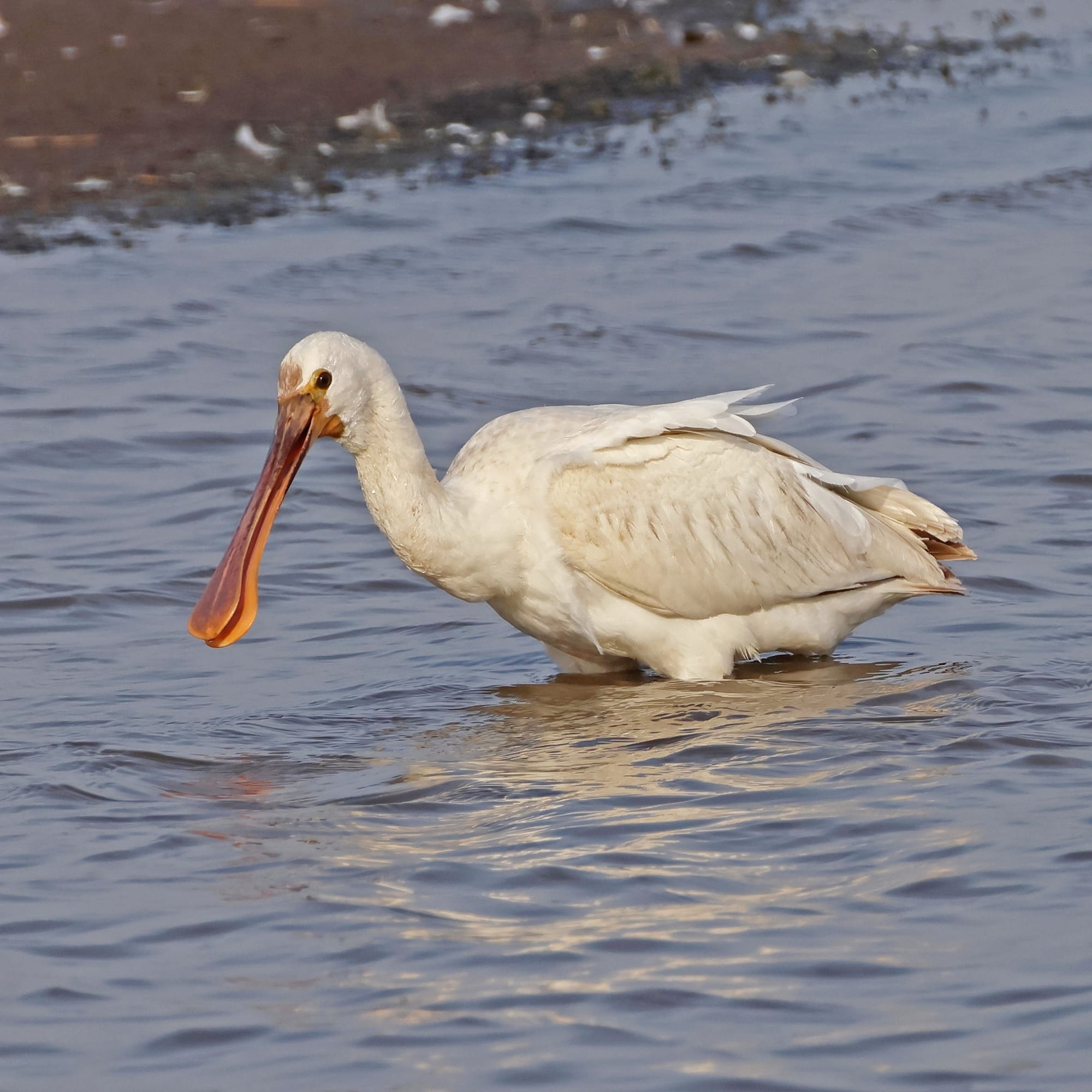 Spoonbill