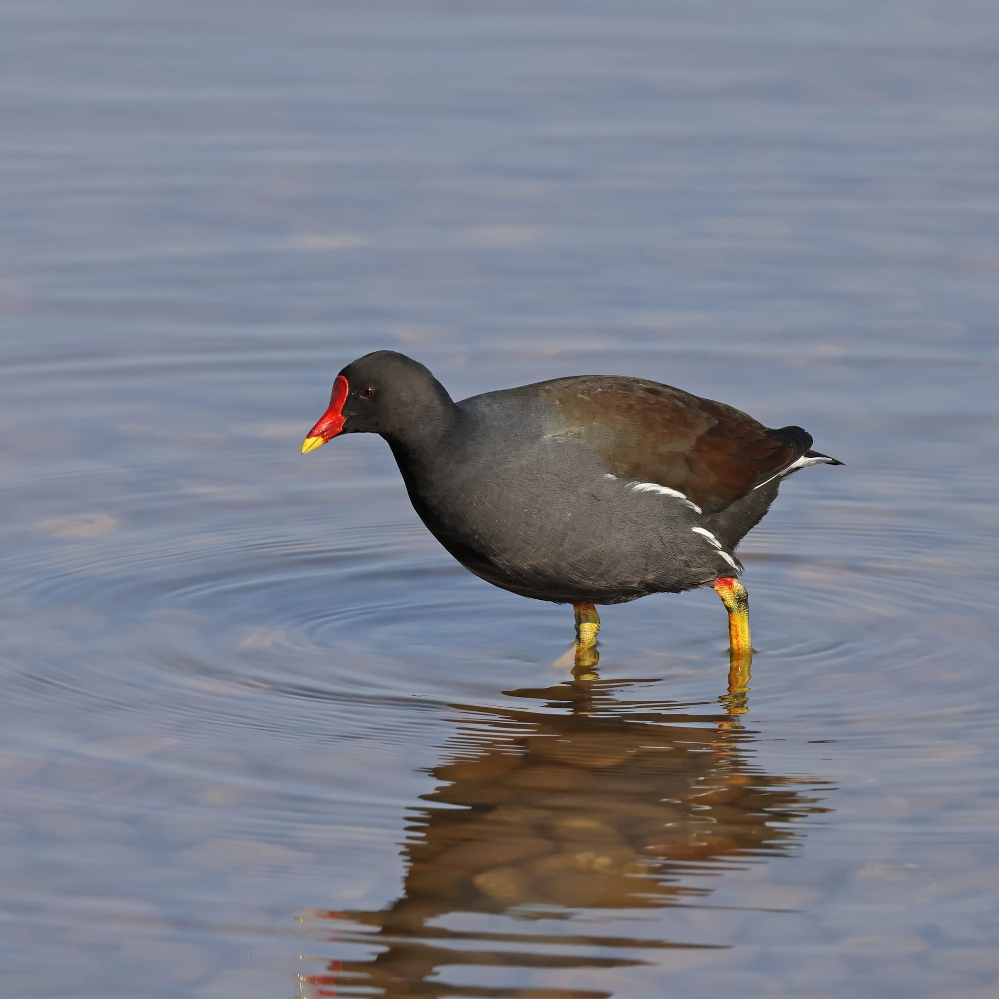 Moorhen