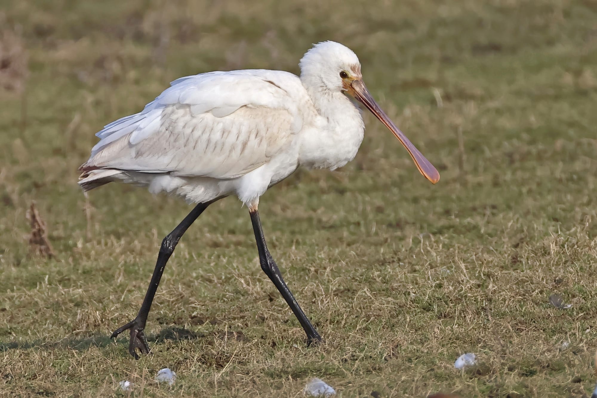 Spoonbill
