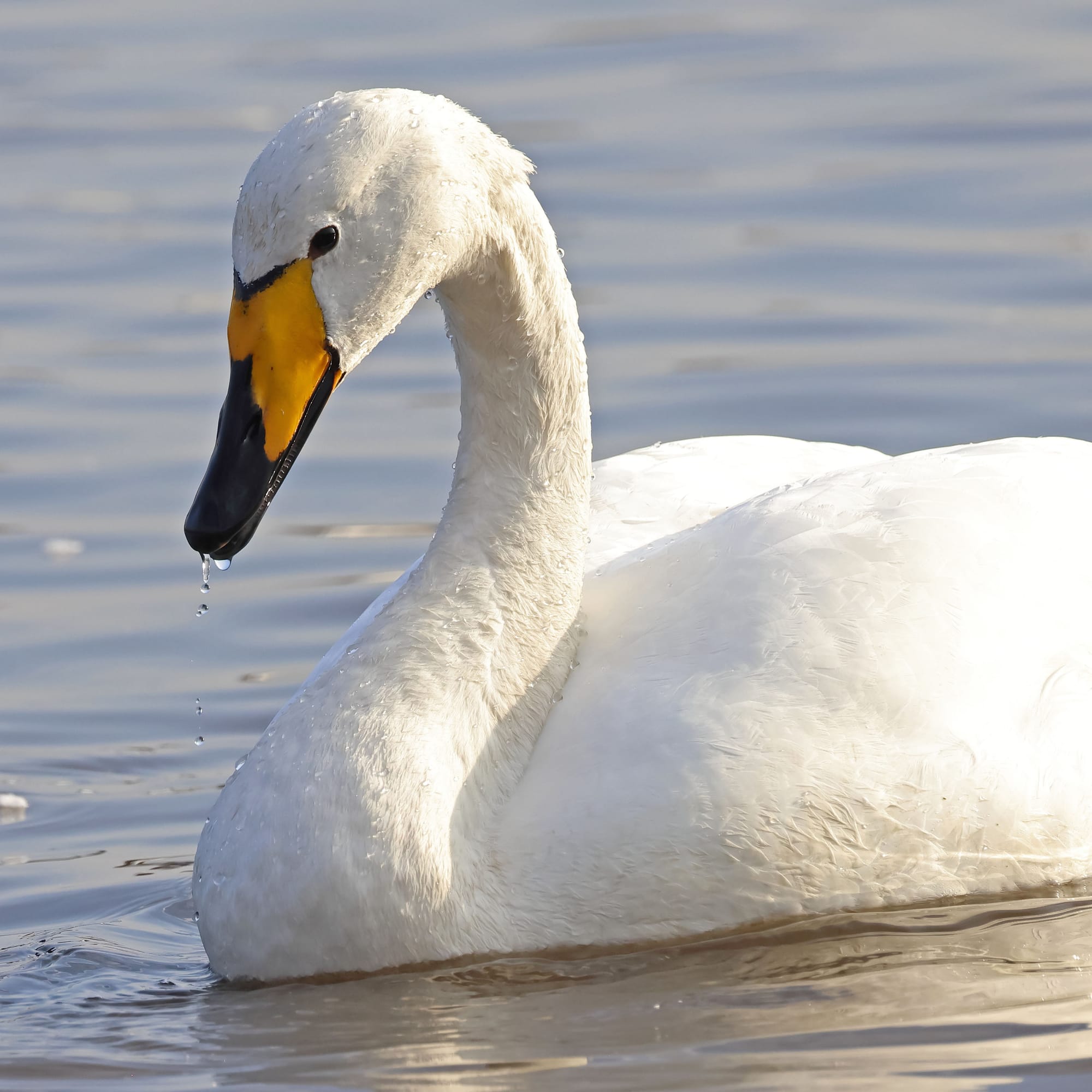 Whooper Swan