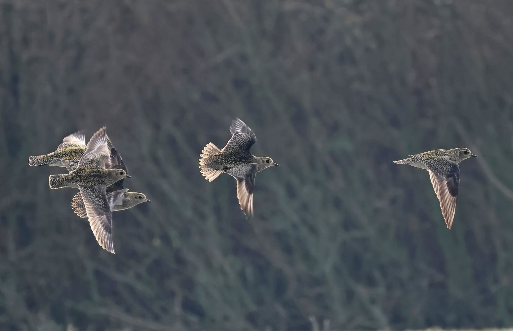 Golden Plover