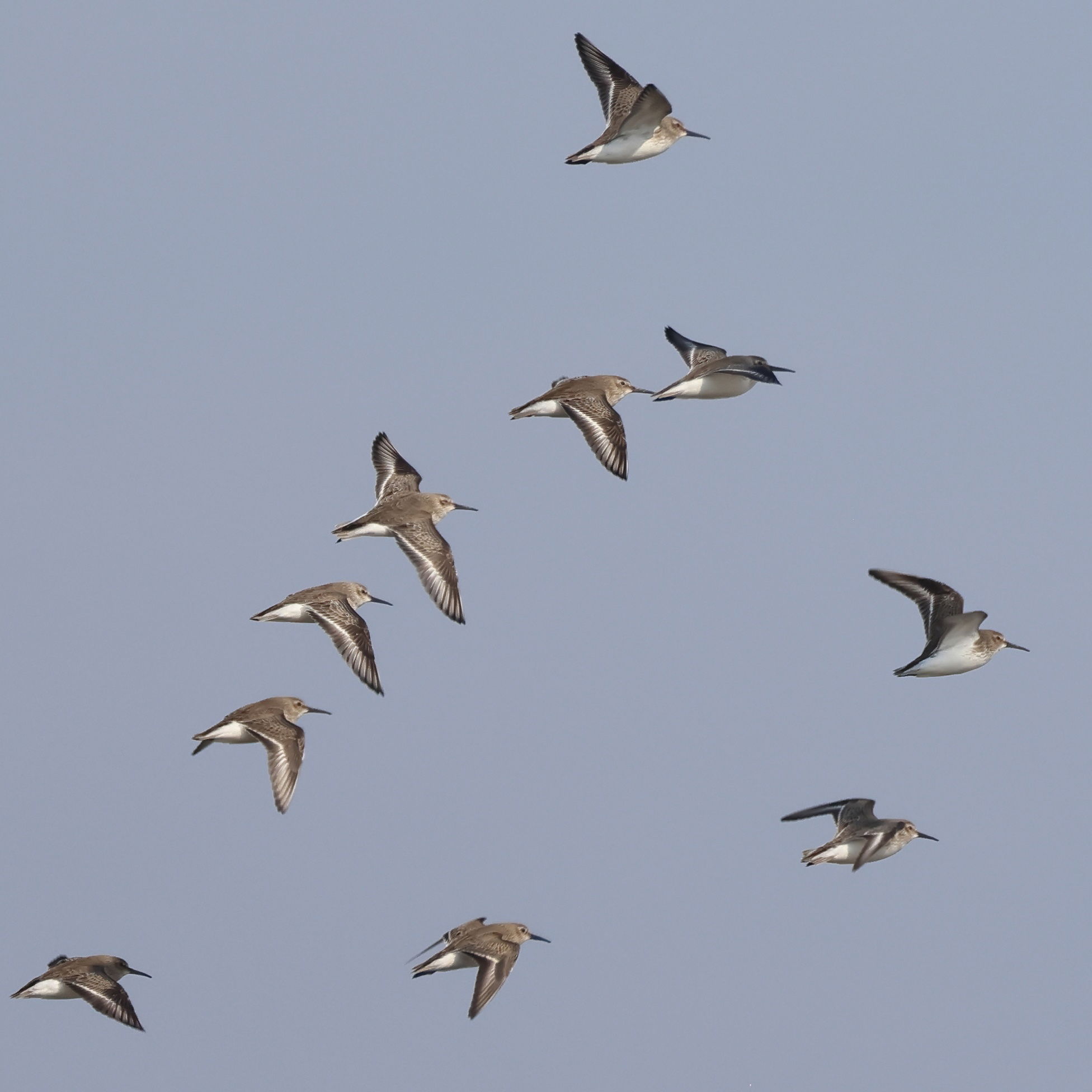 Dunlin