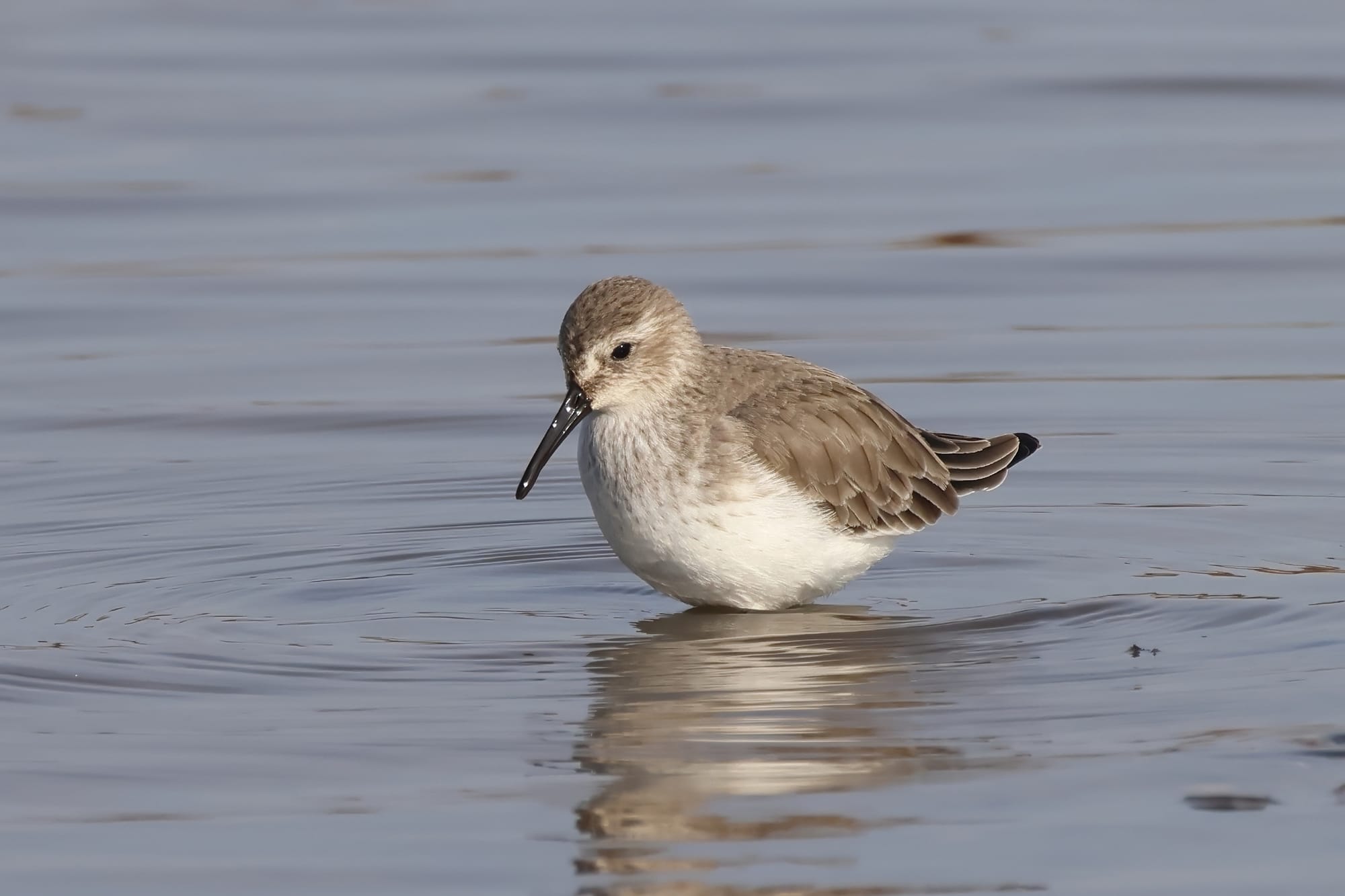 Dunlin