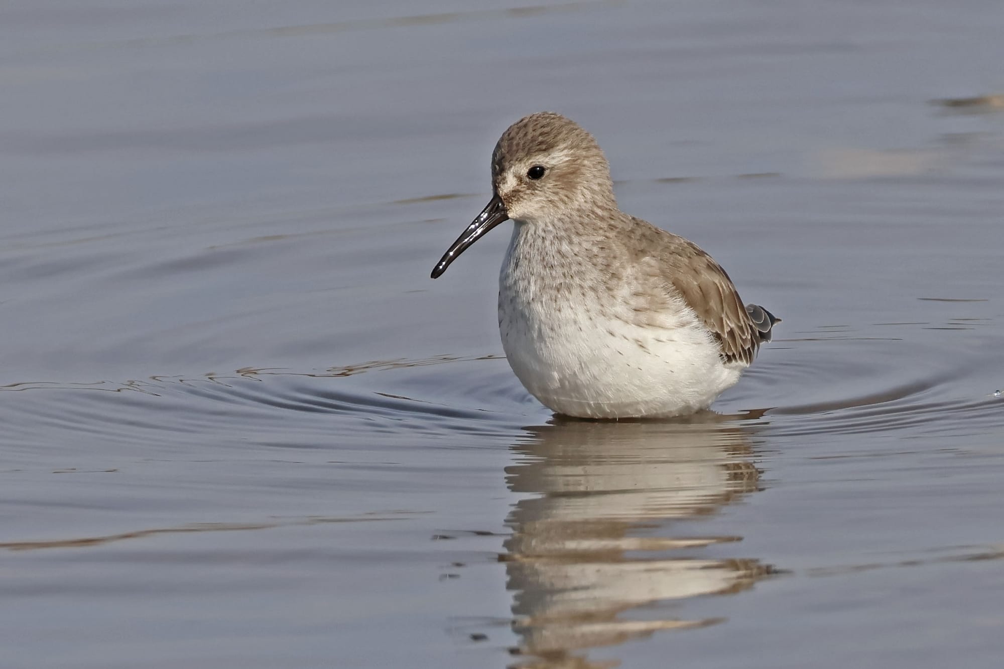 Dunlin