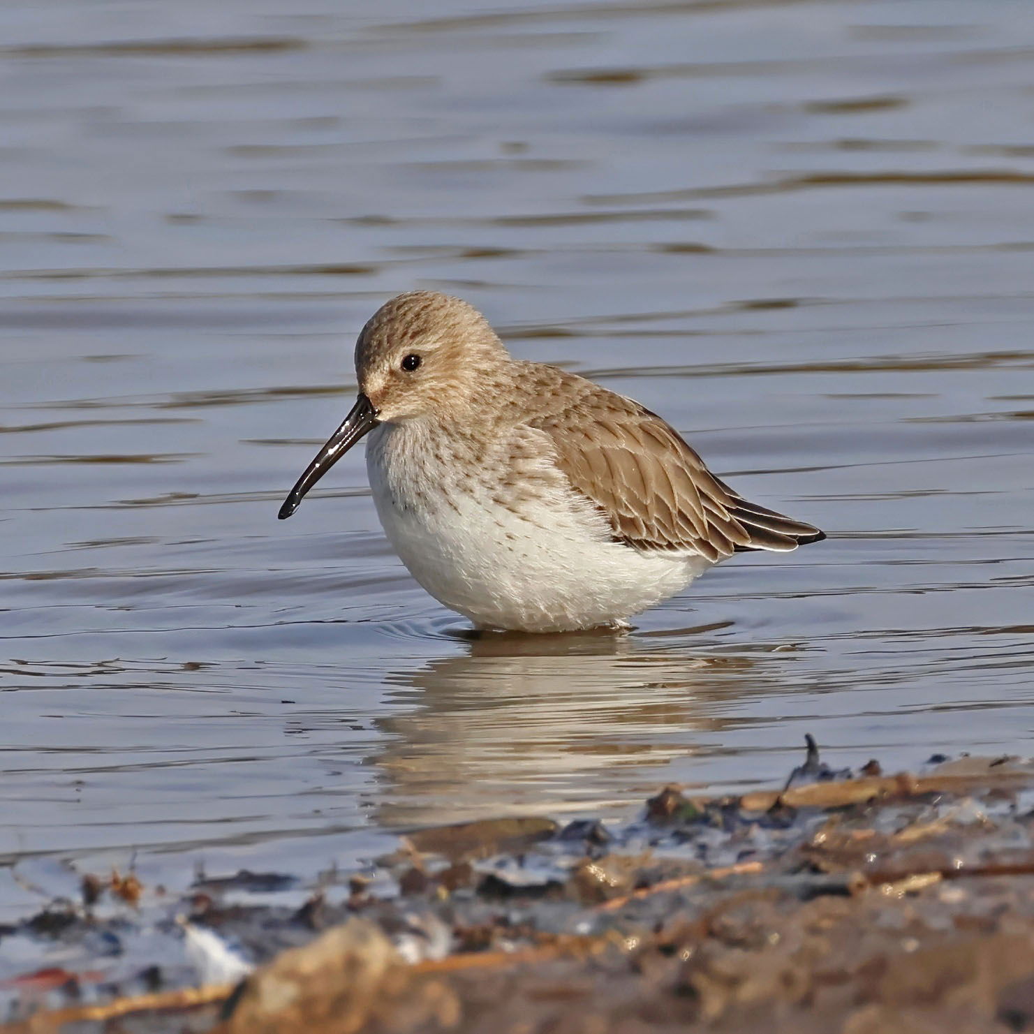 Dunlin