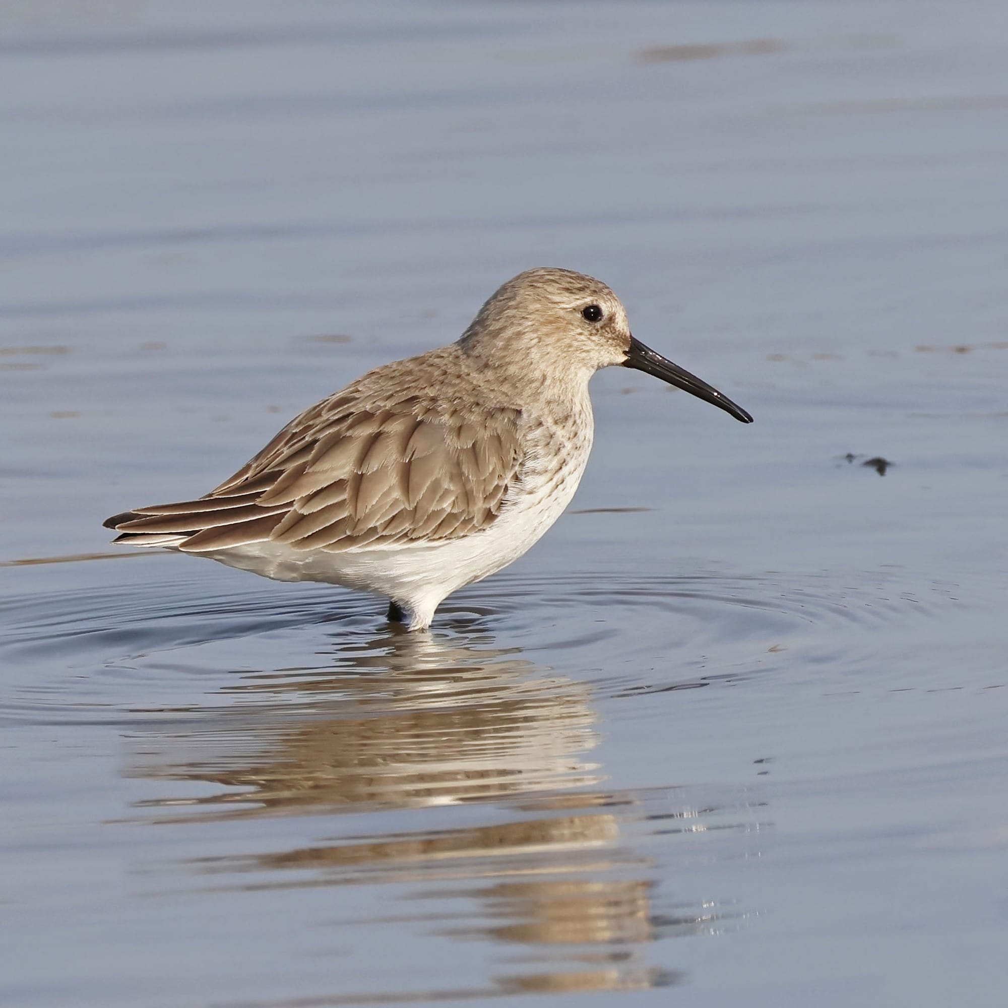 Dunlin