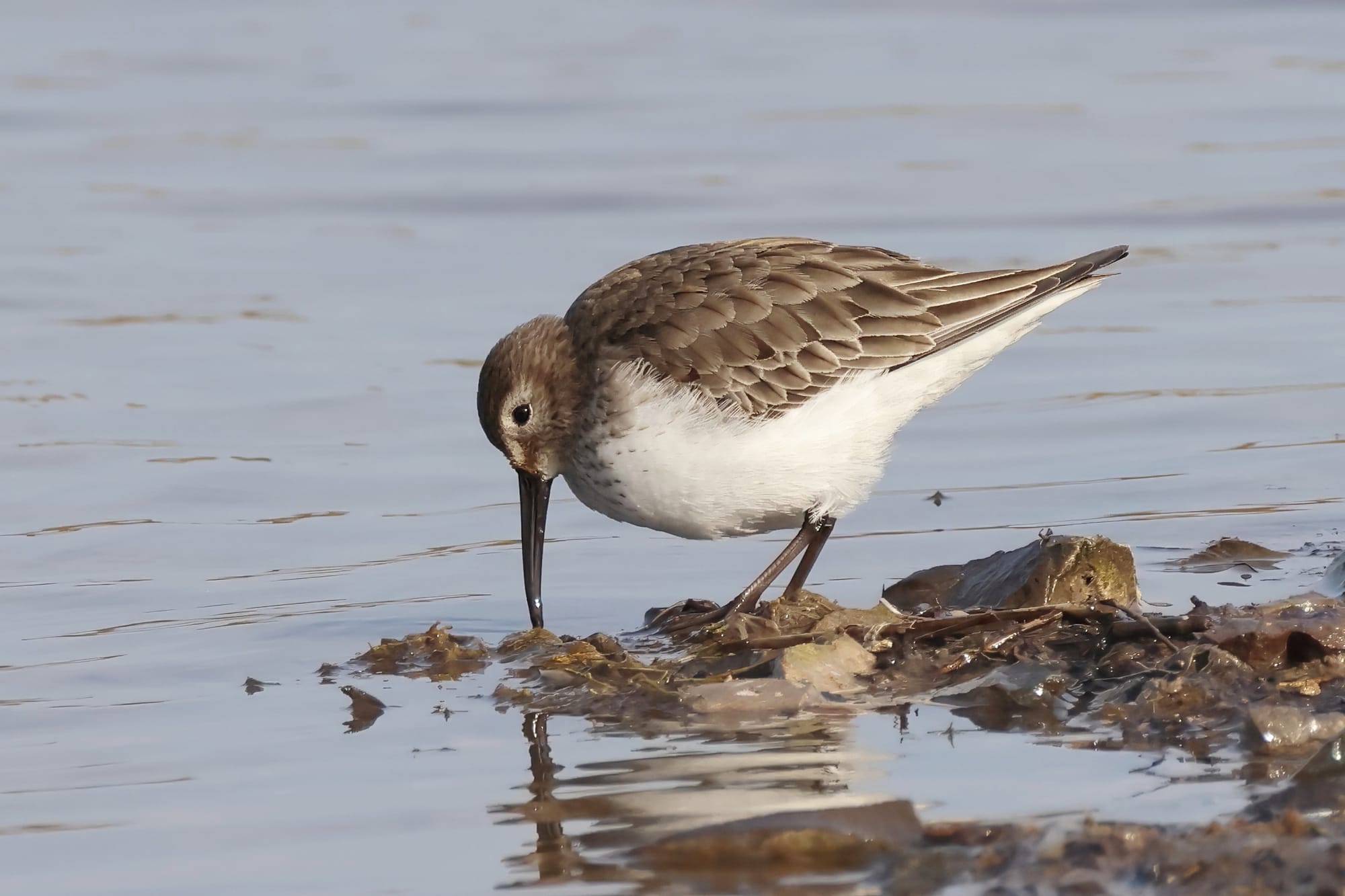 Dunlin