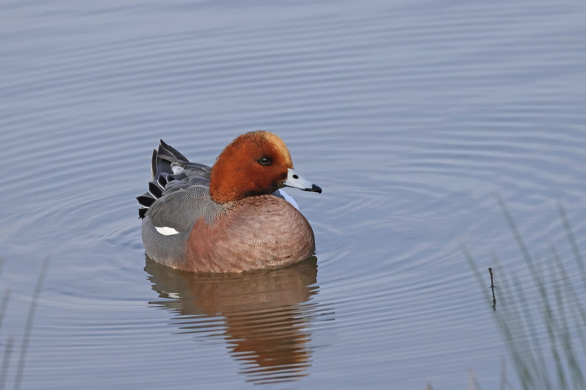 Wigeon