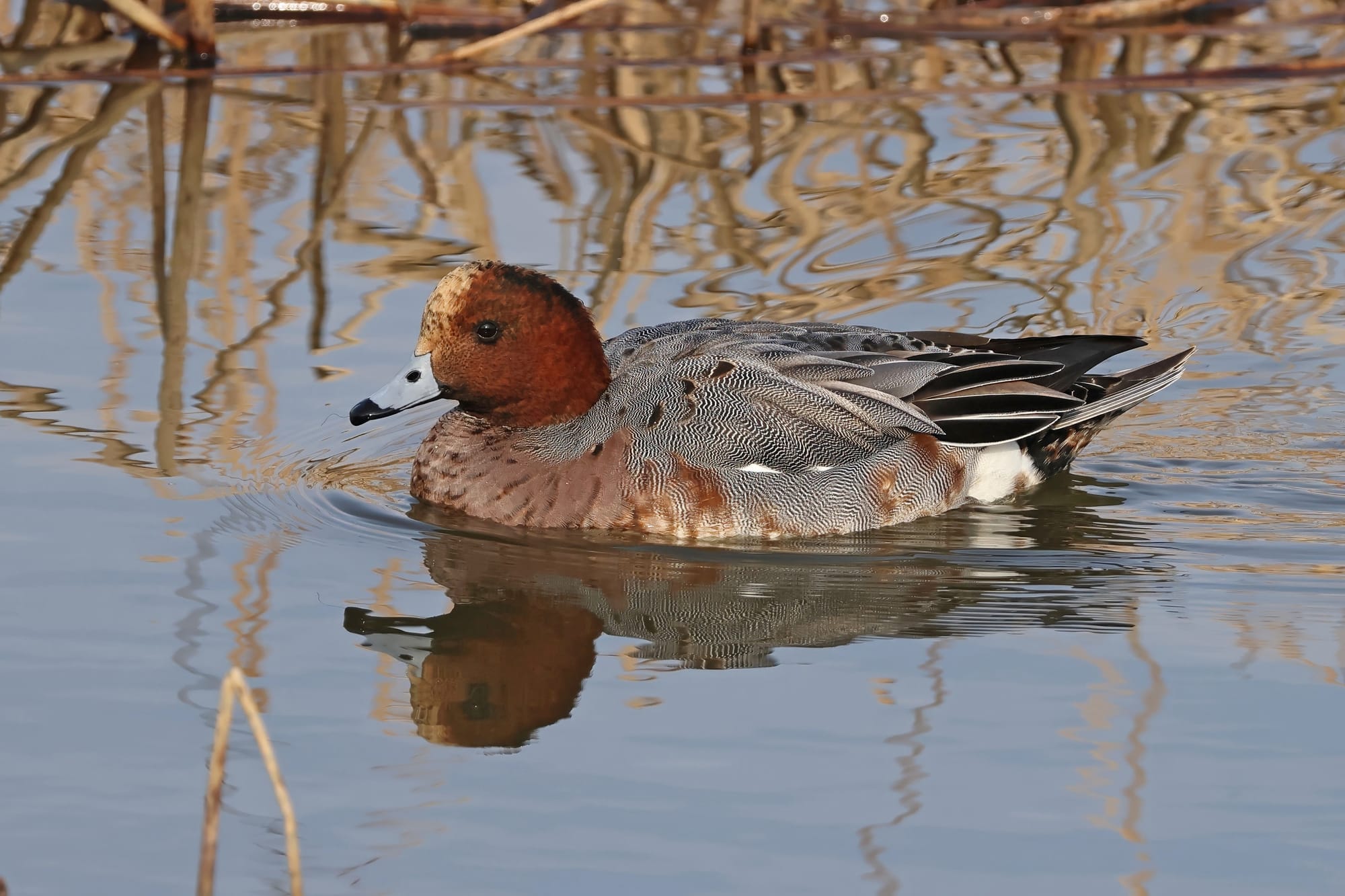 Wigeon