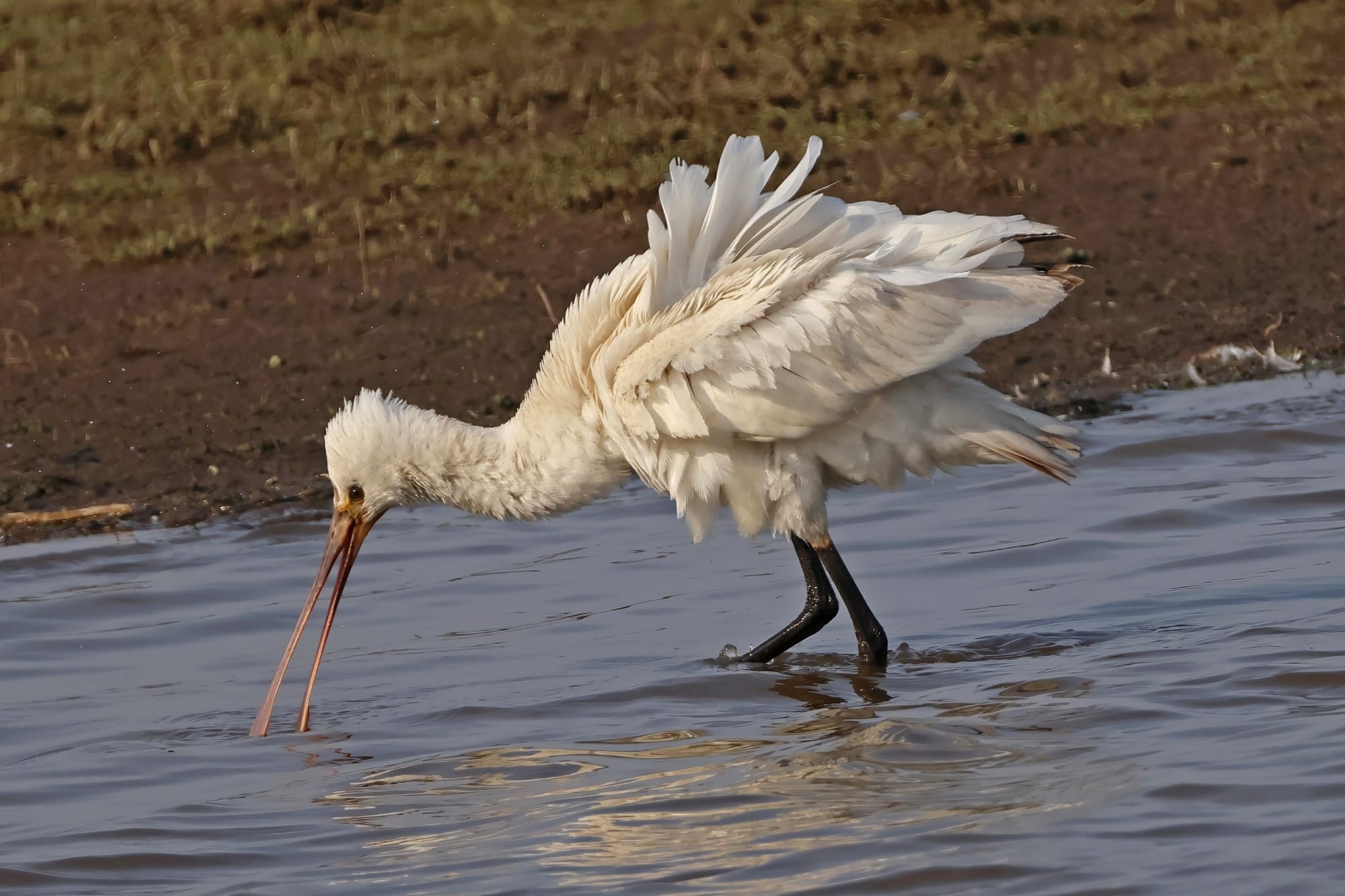 Spoonbill