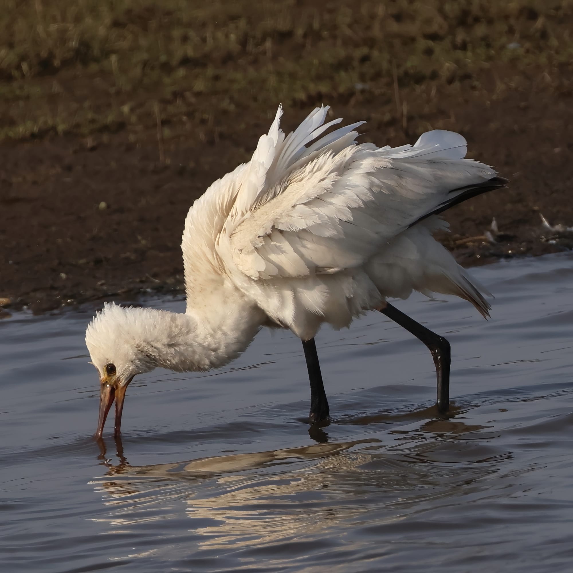 Spoonbill