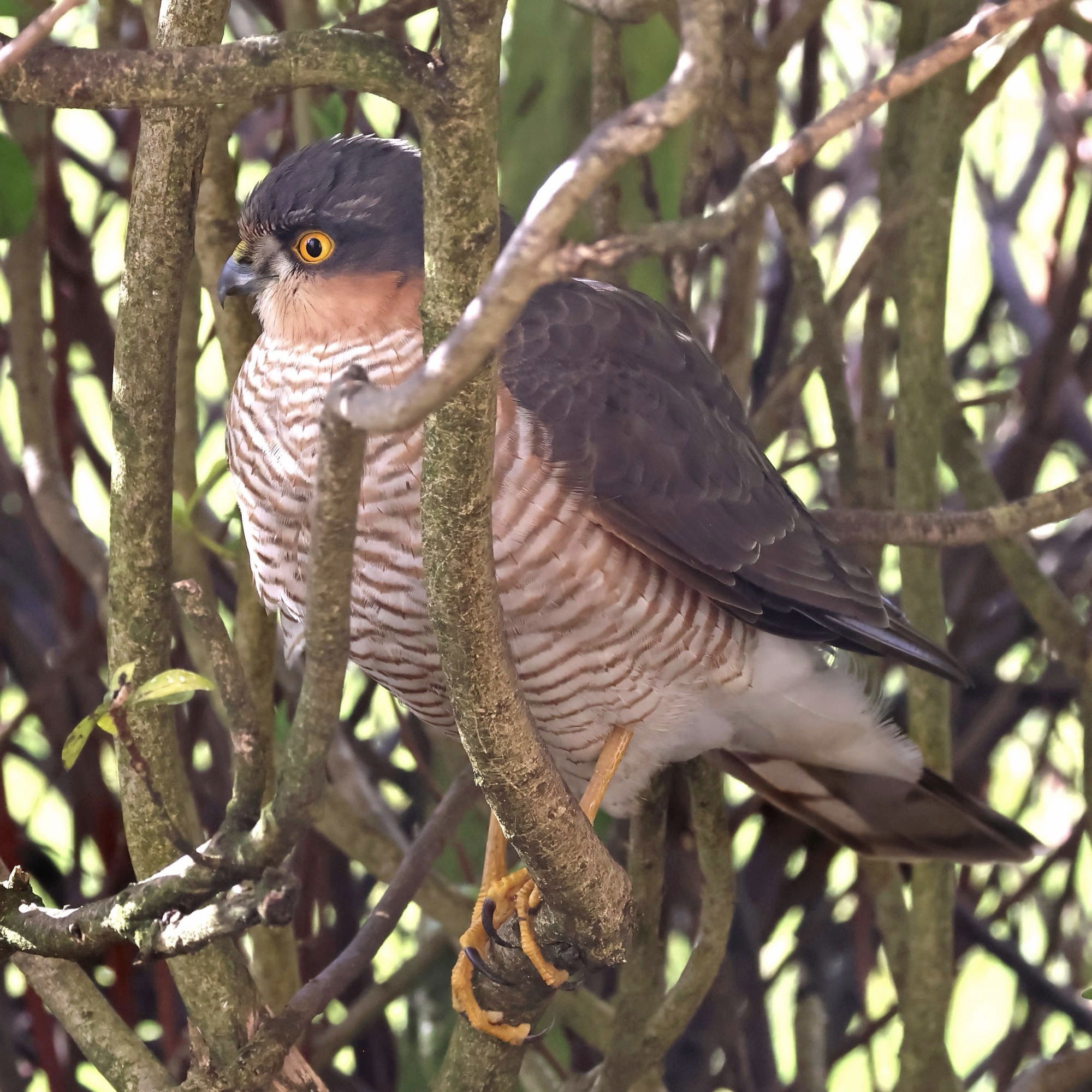 Sparrowhawk