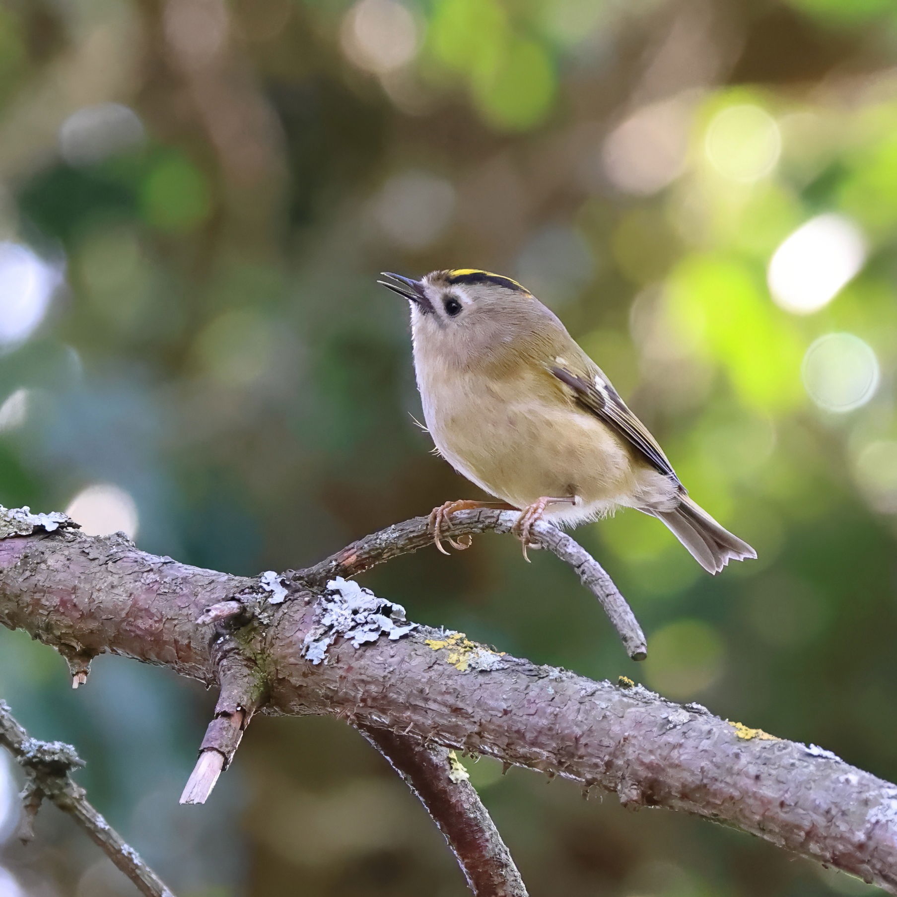 Goldcrest