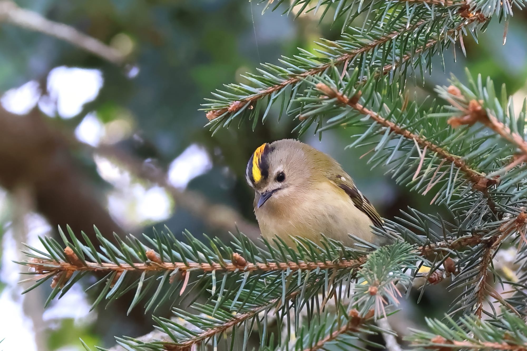 Goldcrest
