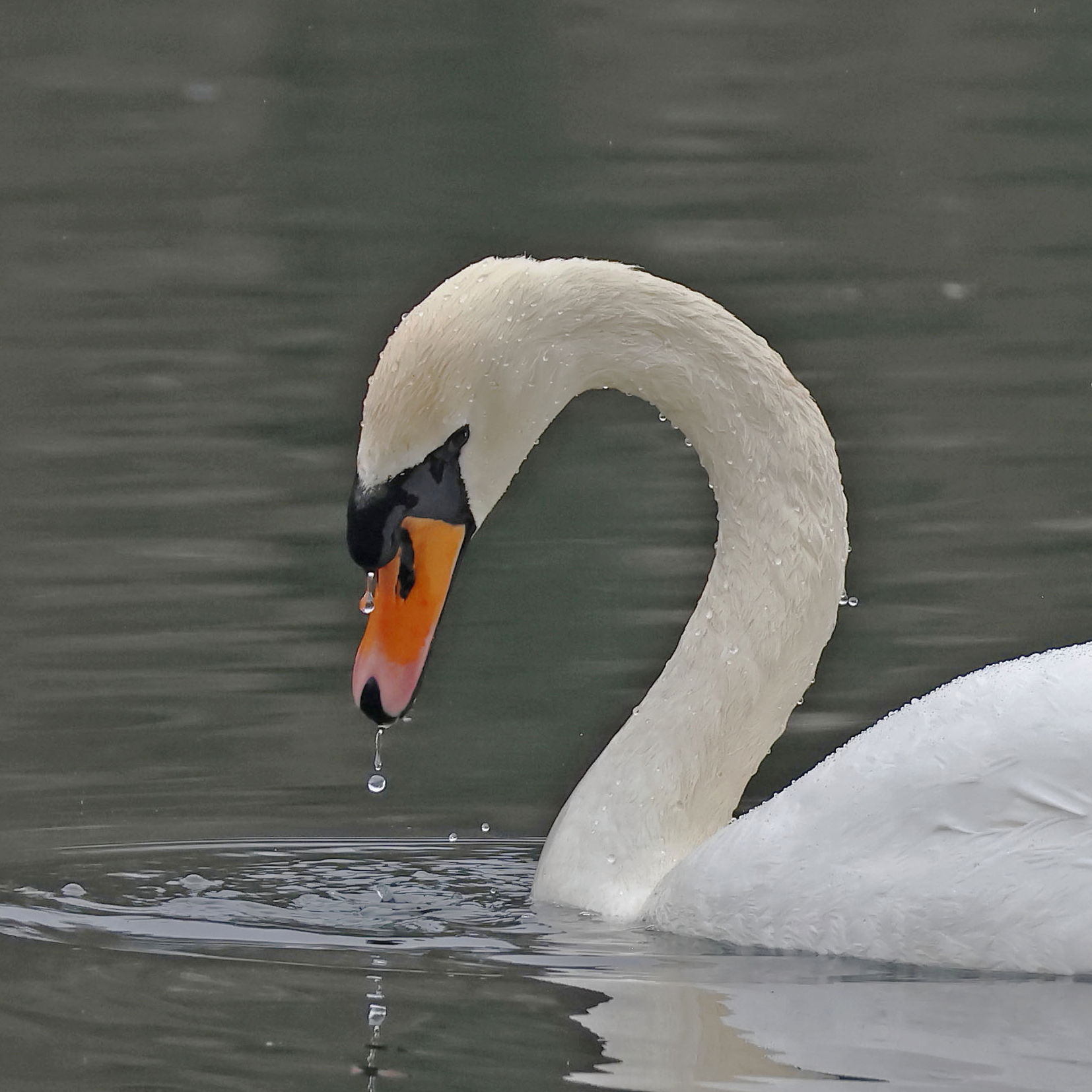 Mute Swan