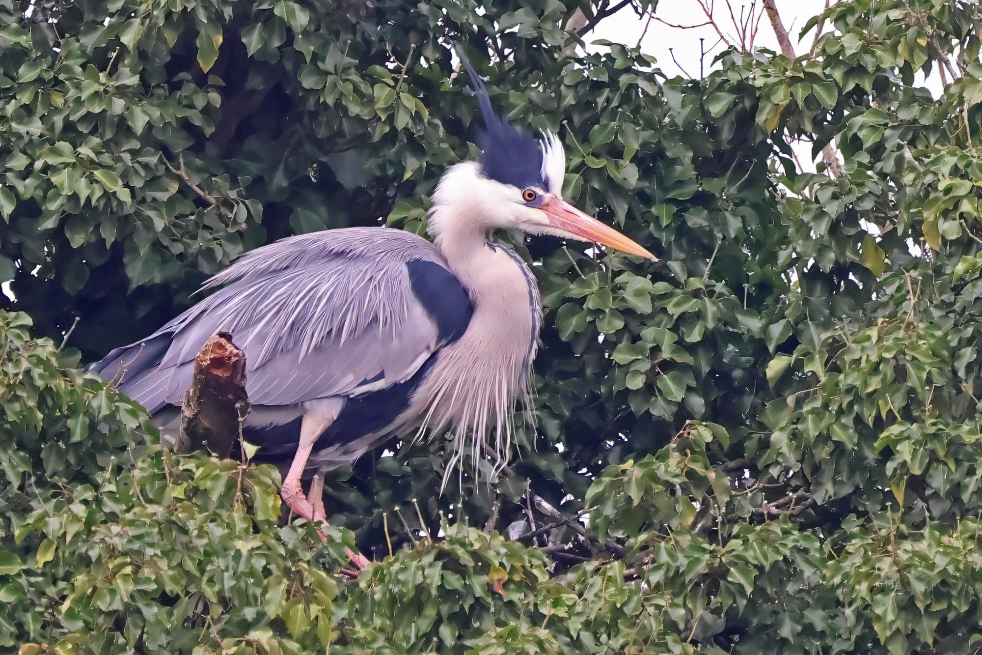 Grey Heron