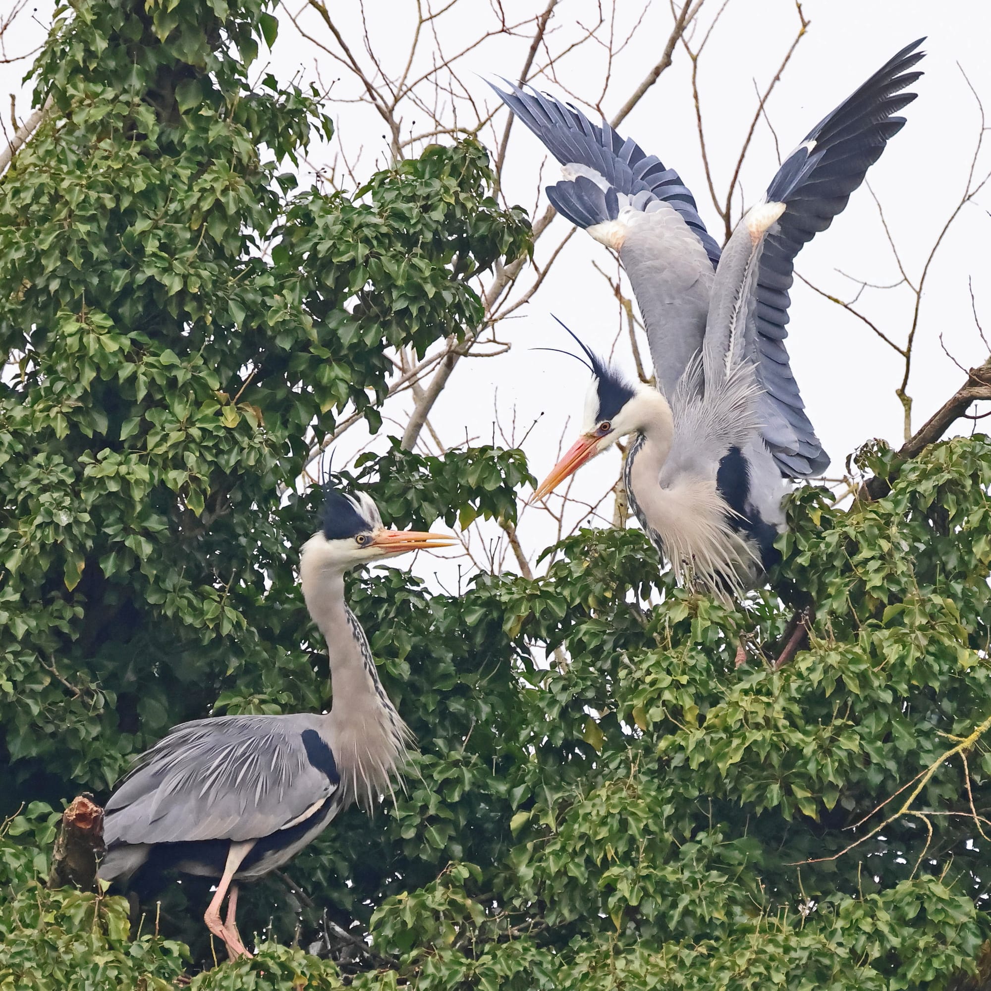 Grey Heron