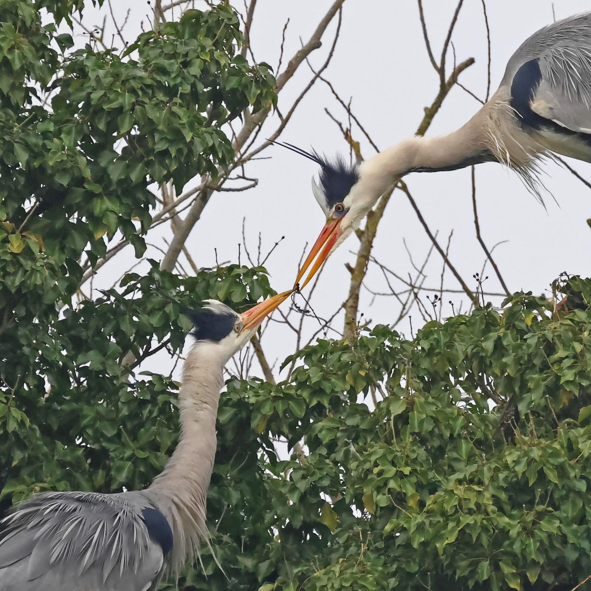 Grey Heron