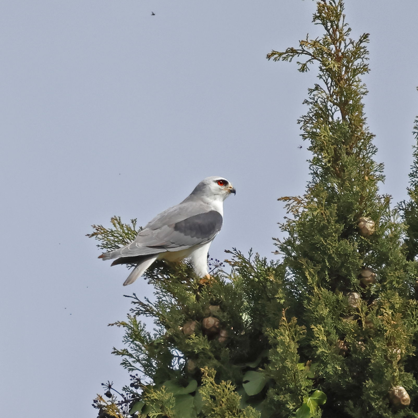 Black-winged Kite