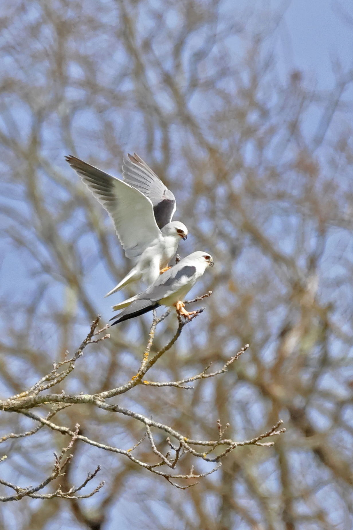 Black-winged Kite