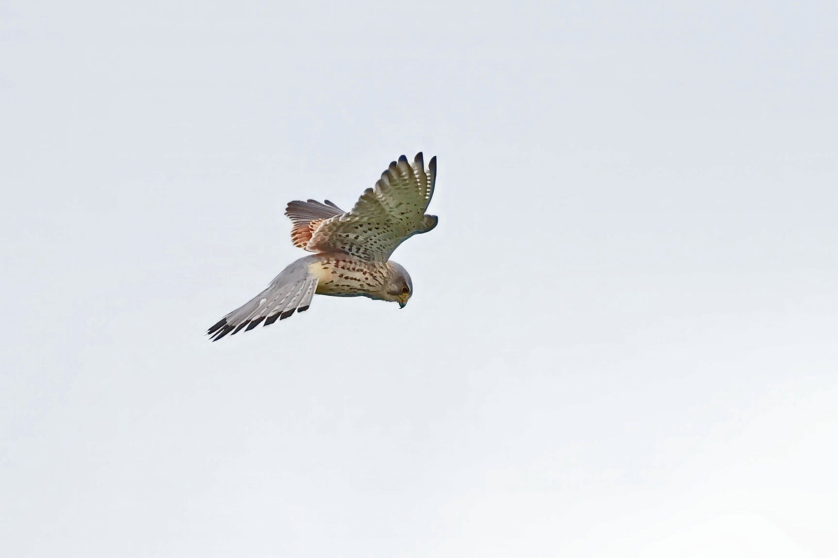 Kestrel
