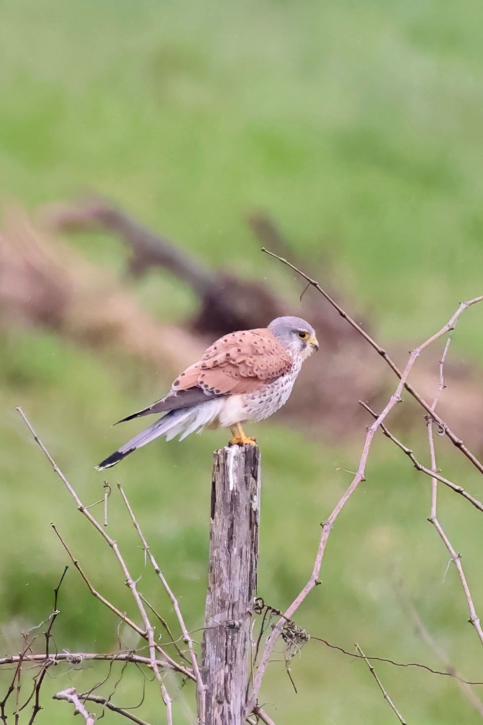 Kestrel