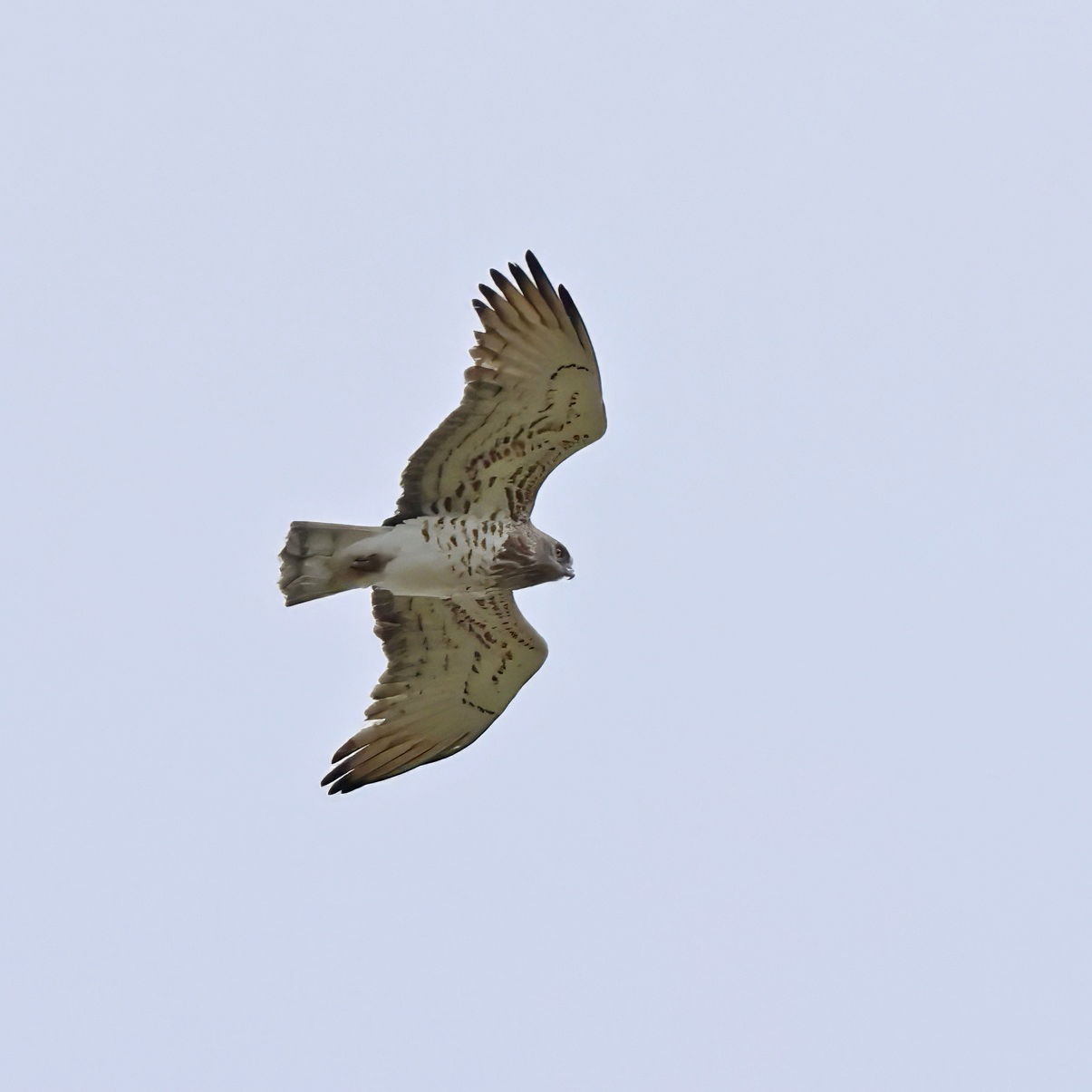 Short-toed Eagle