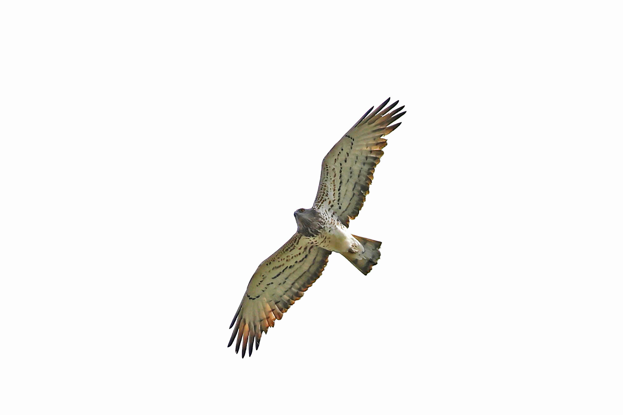 Short-toed Eagle