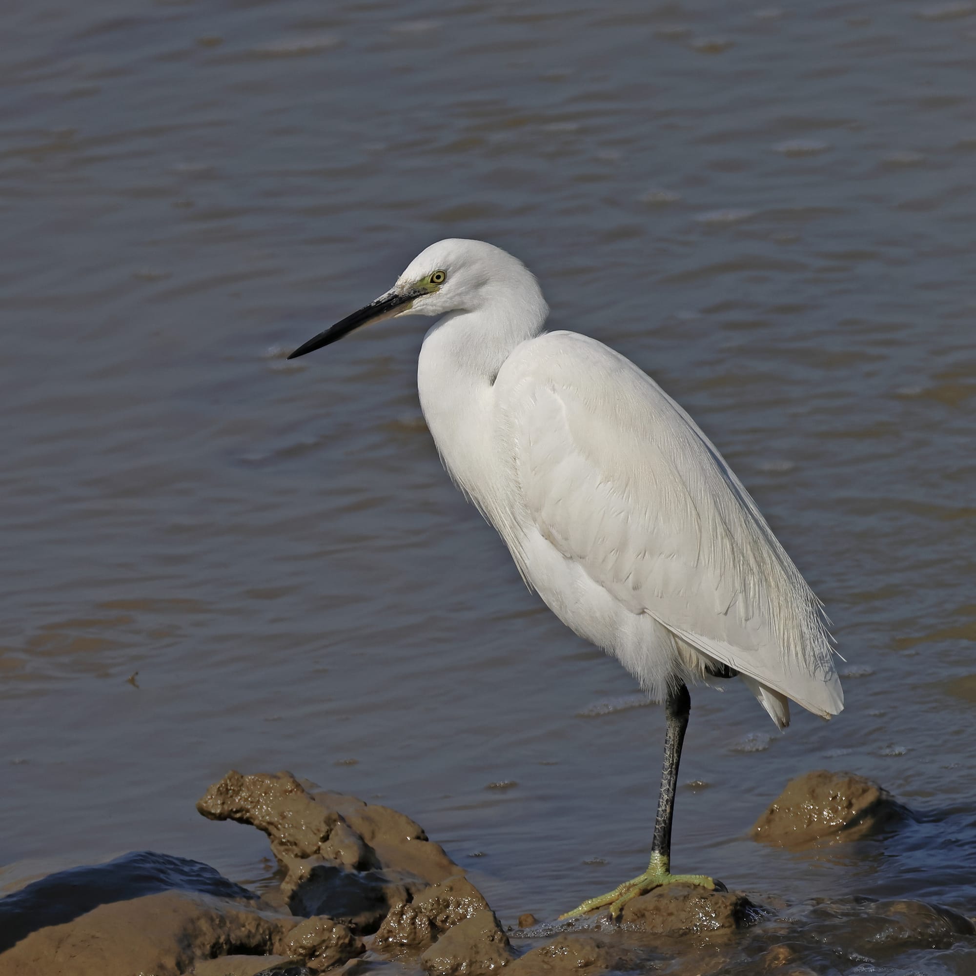 Little Egret