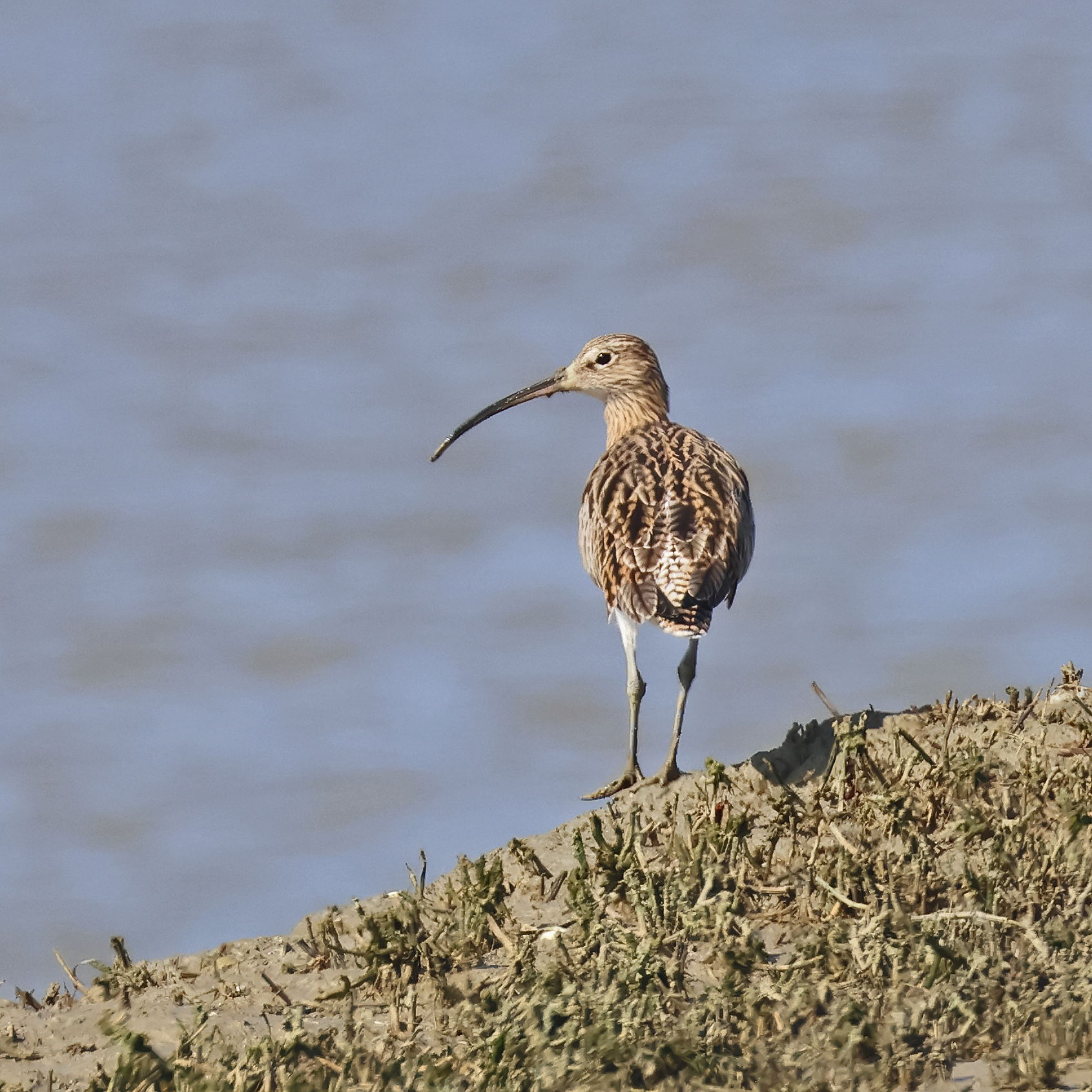 Curlew
