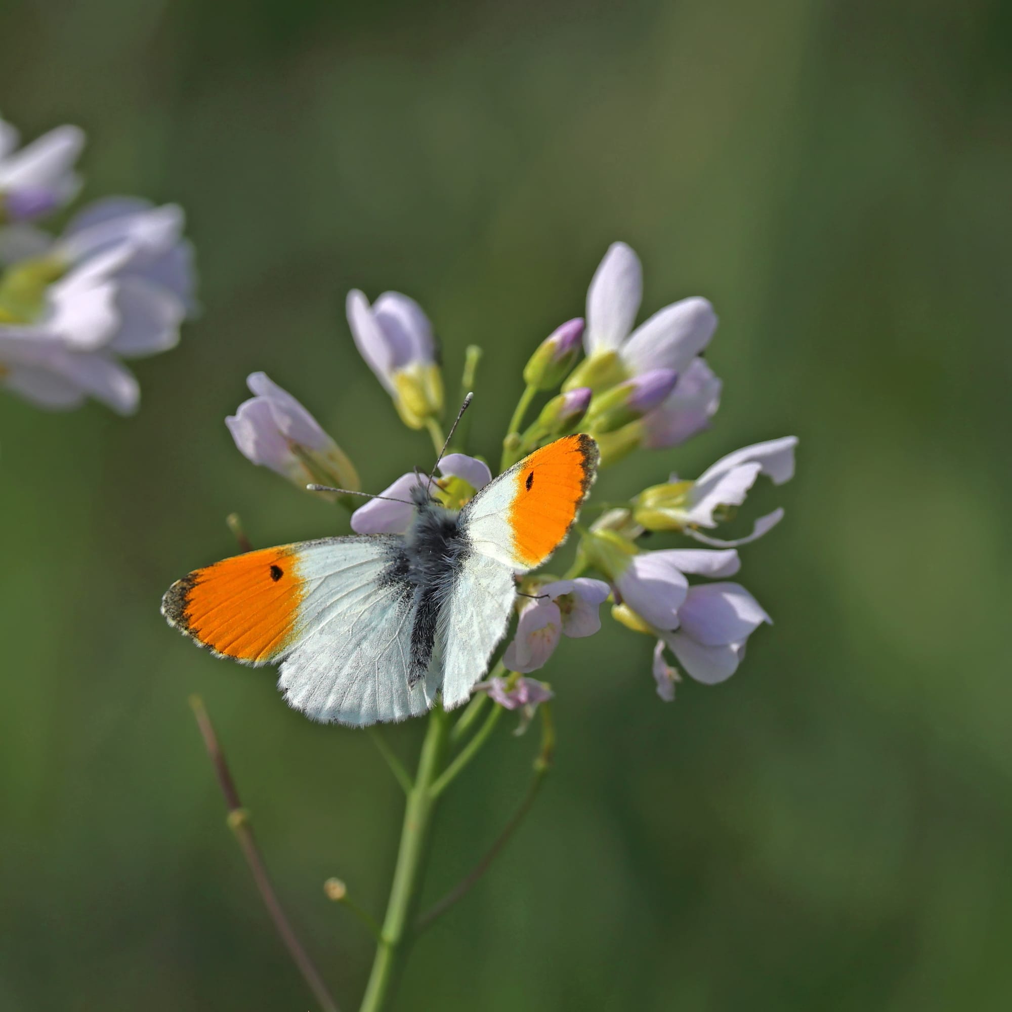 Orange-tip Butterfly