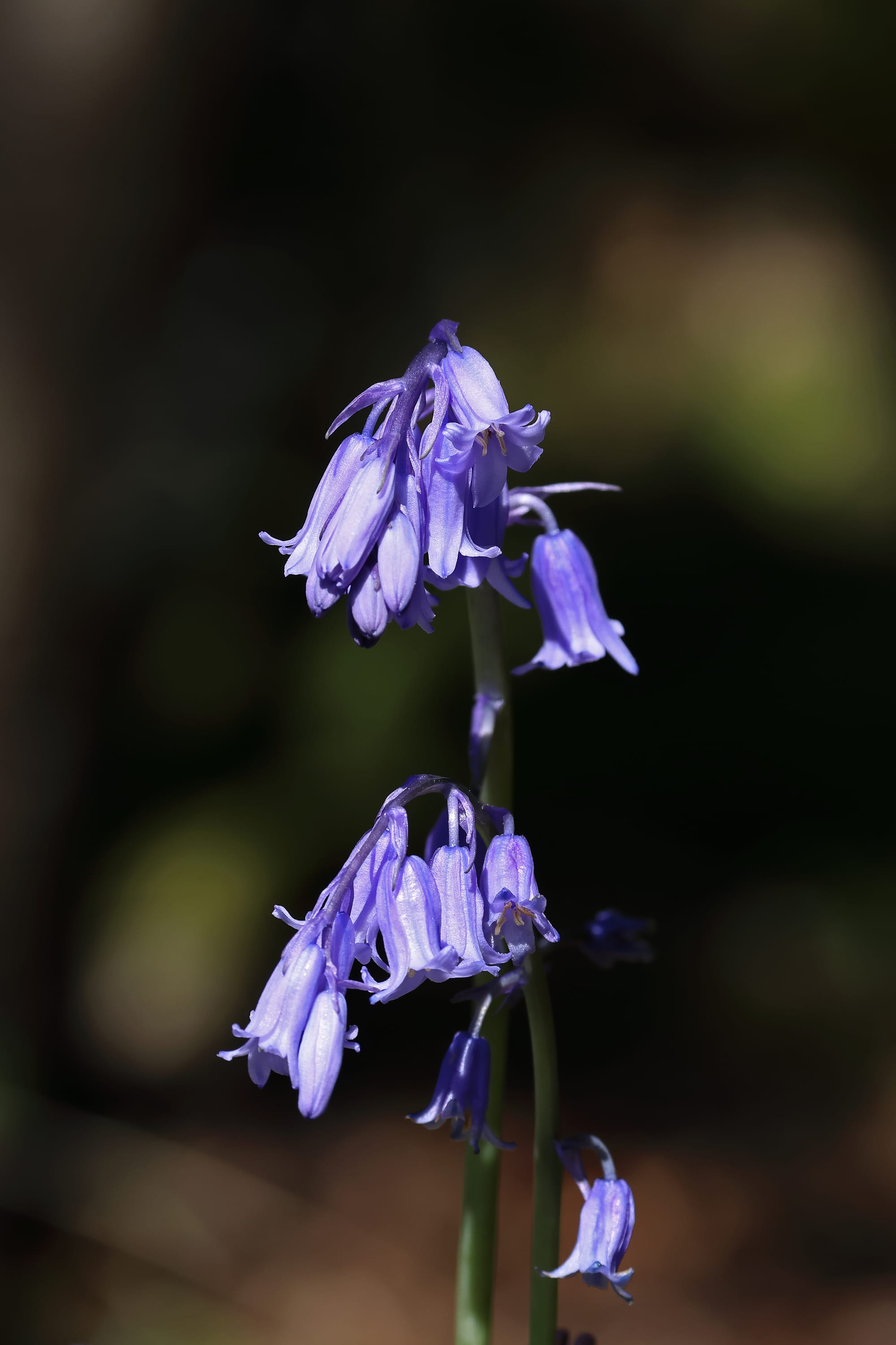 Bluebell