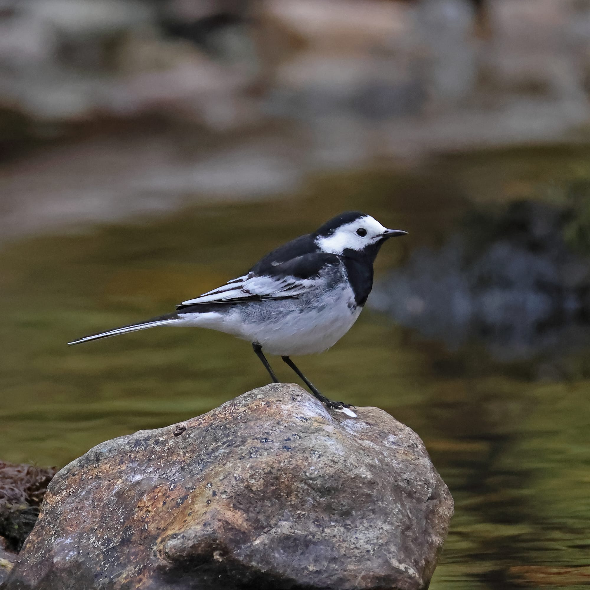 Pied Wagtail