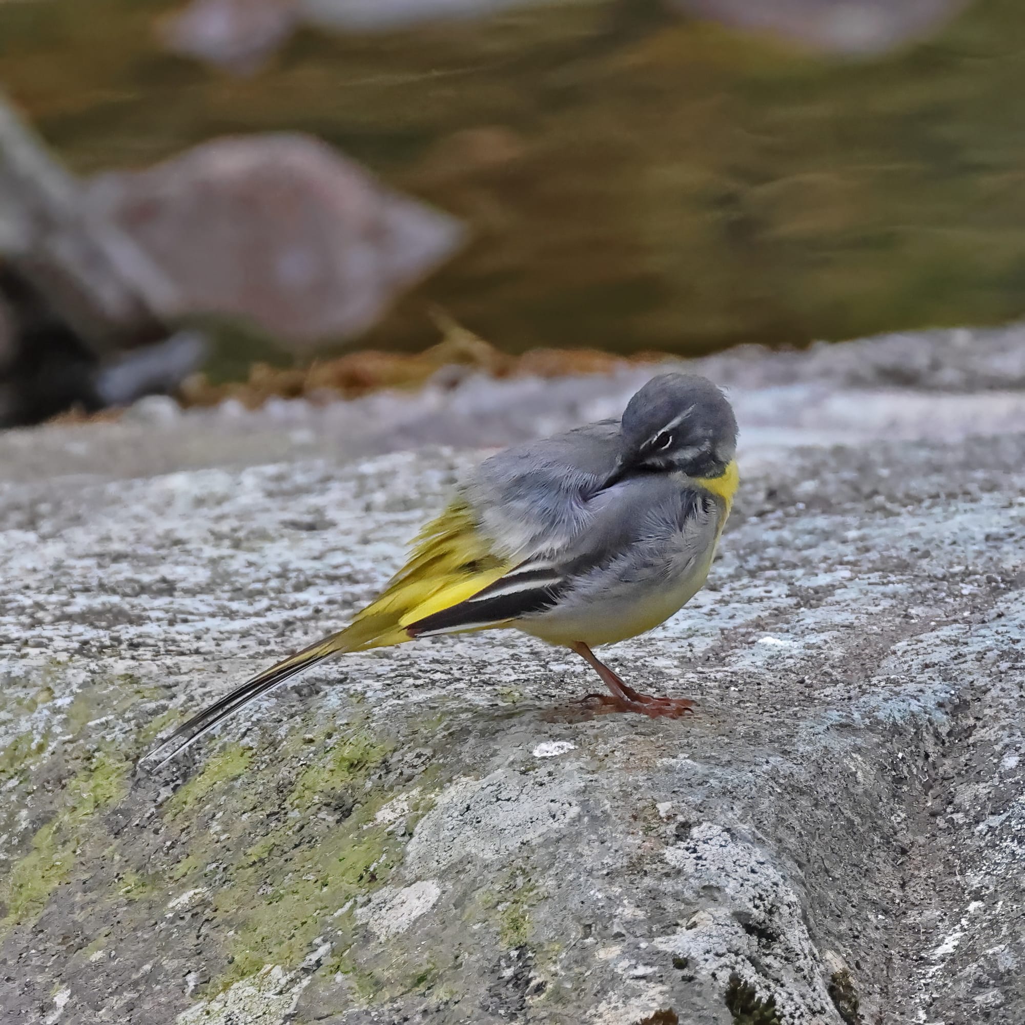 Grey Wagtail