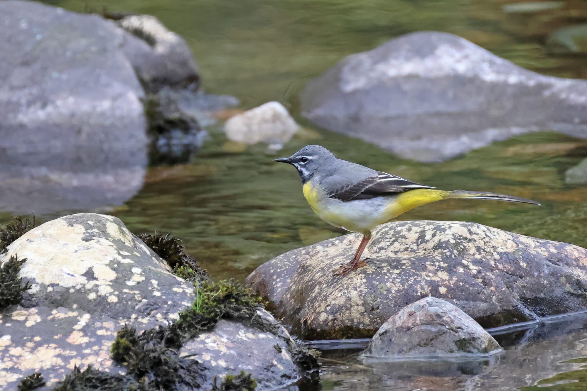 Grey Wagtail