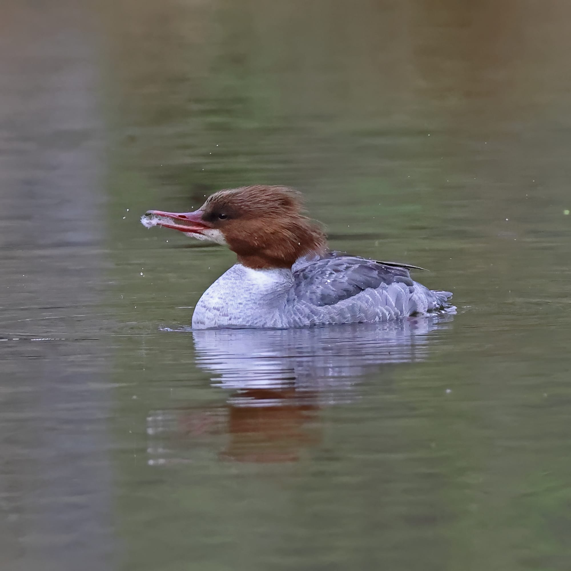 Goosander