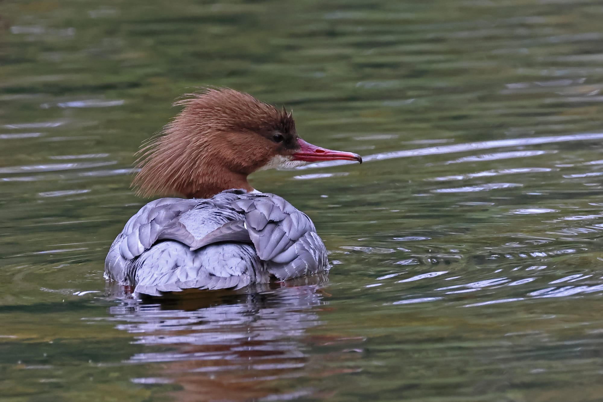 Goosander