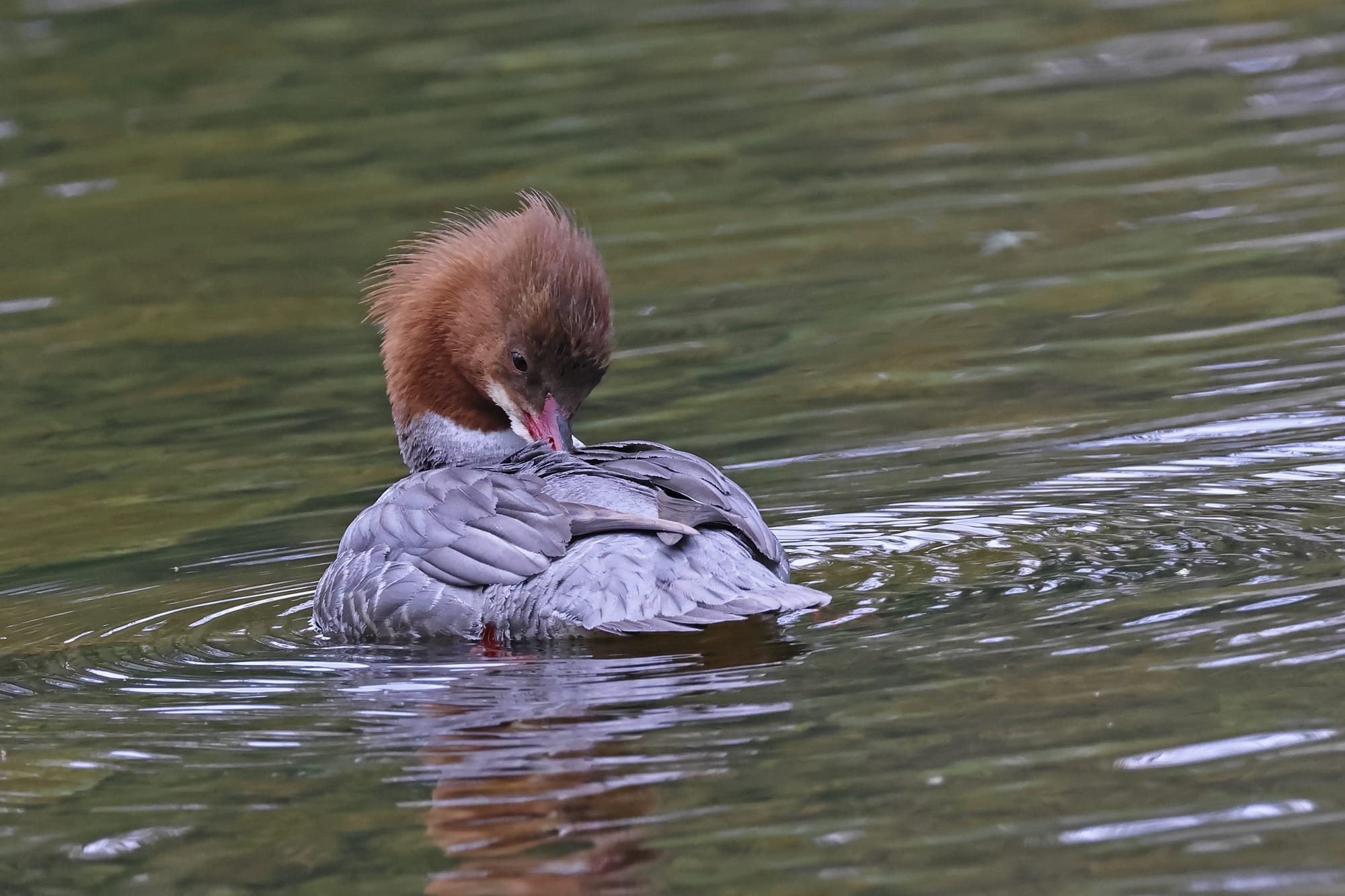 Goosander