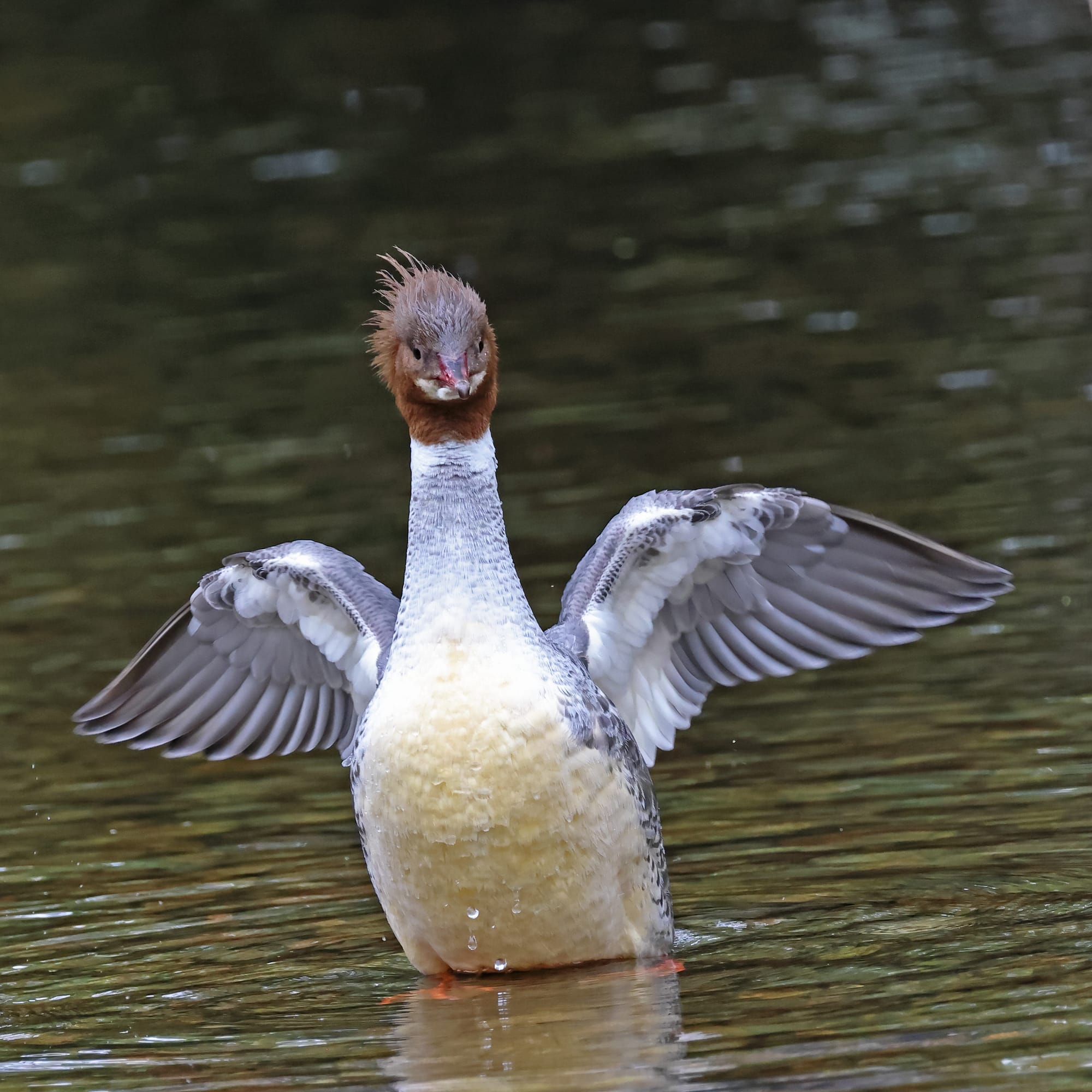 Goosander