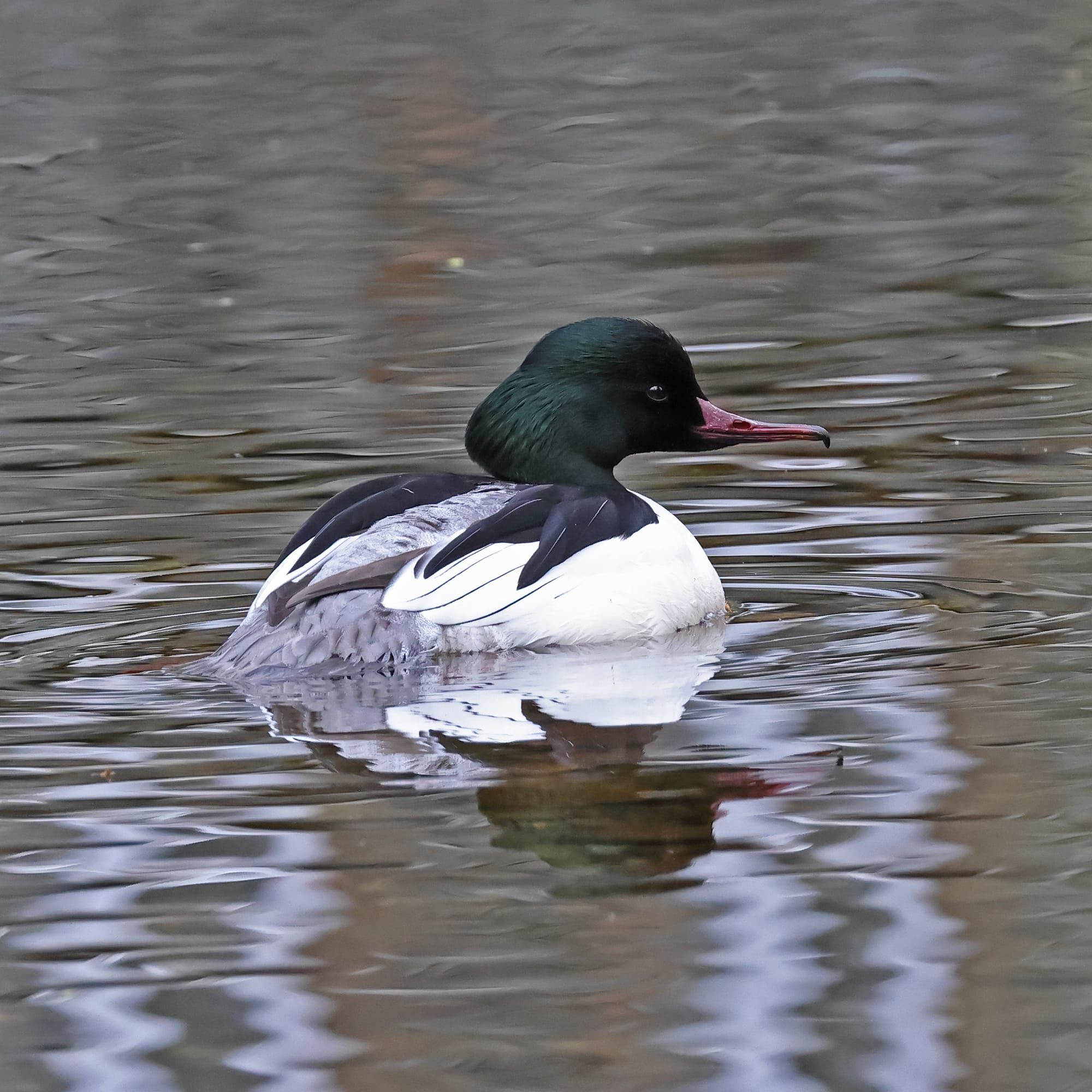 Goosander