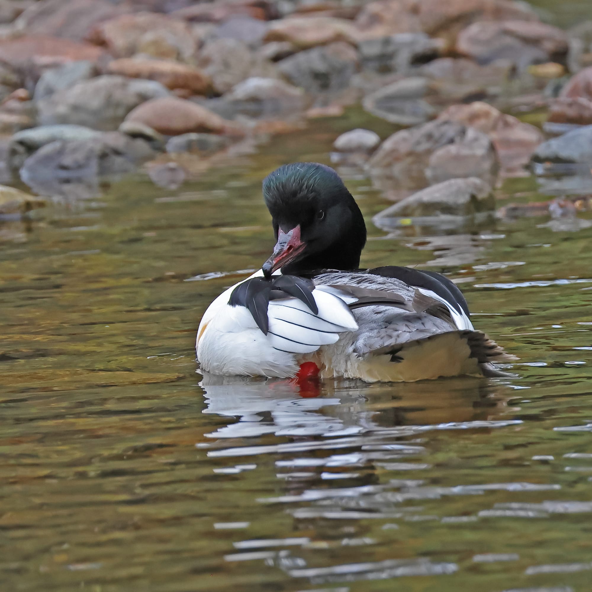 Goosander