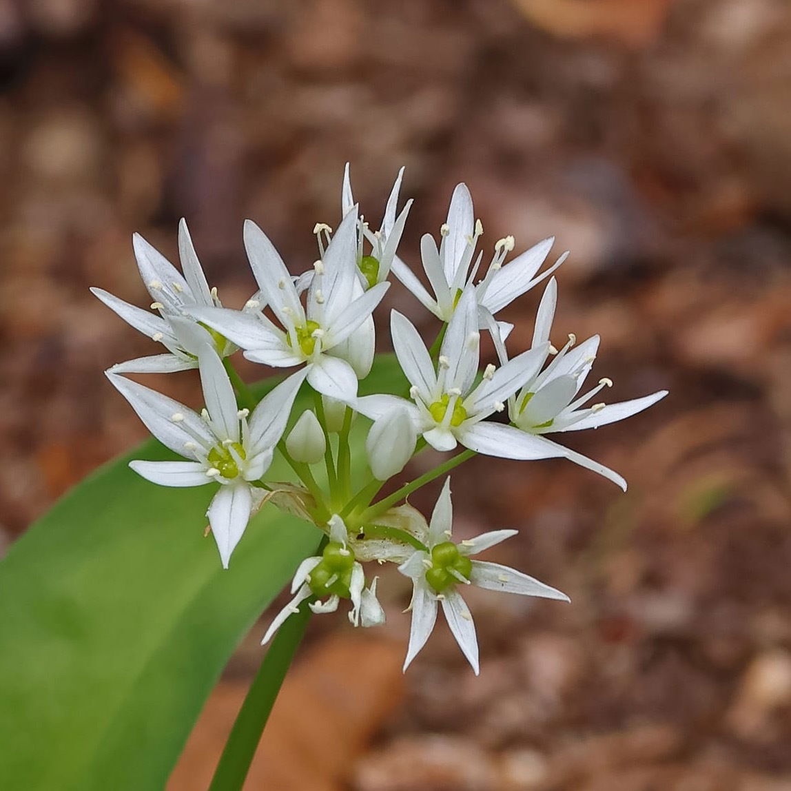 Ramsoms - Wild Garlic