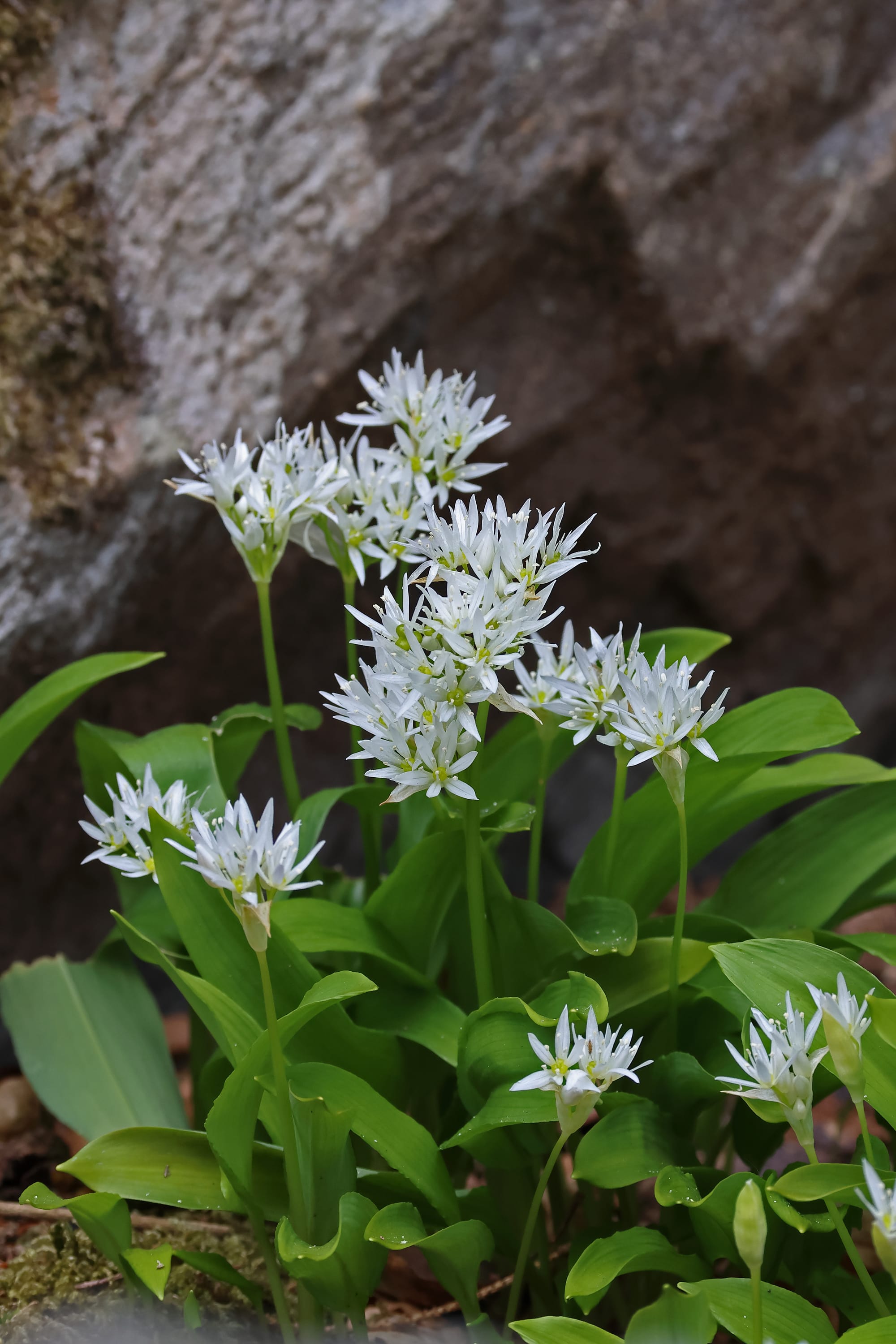 Ramsoms - Wild Garlic