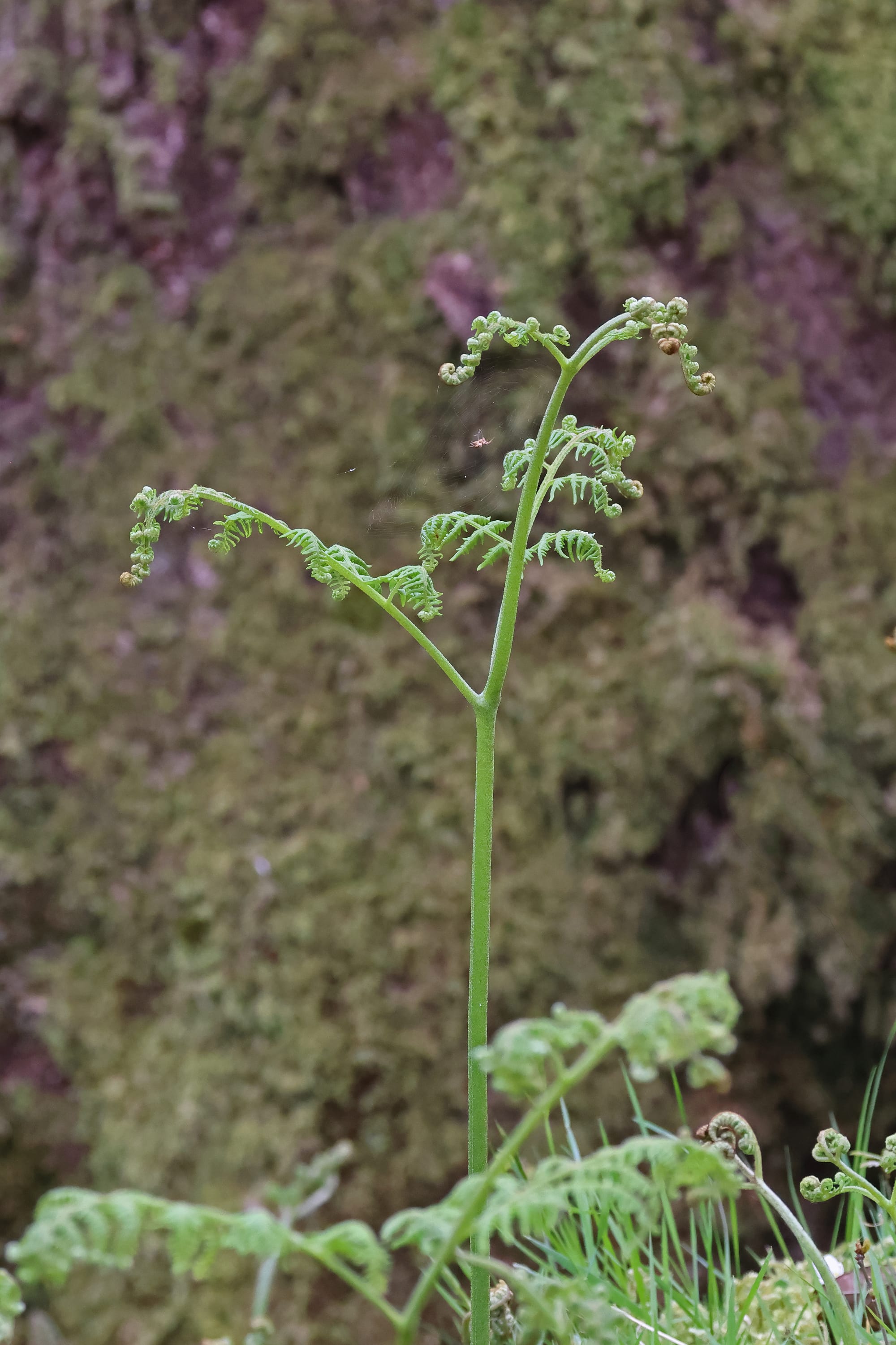 Bracken