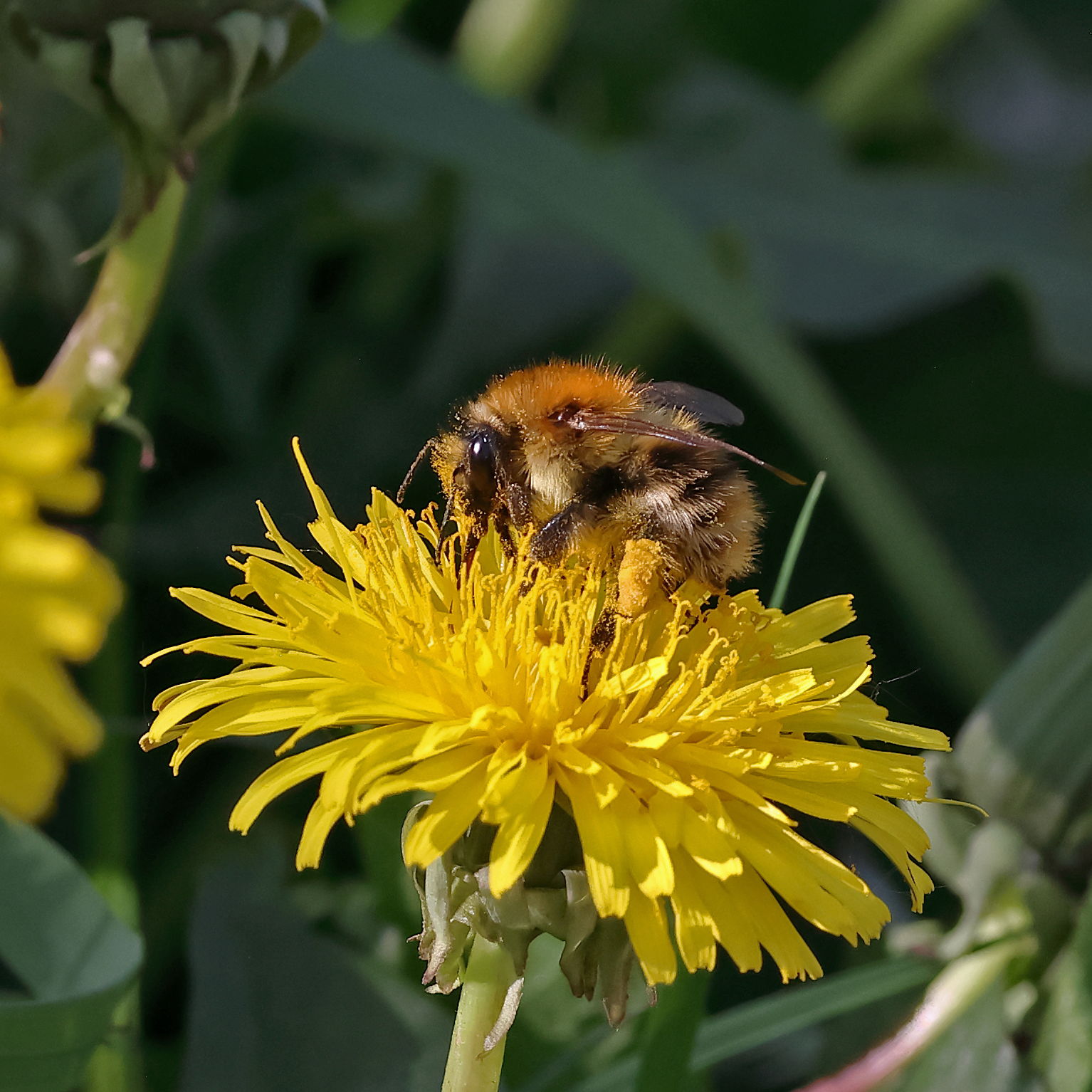 Common Carder Bee
