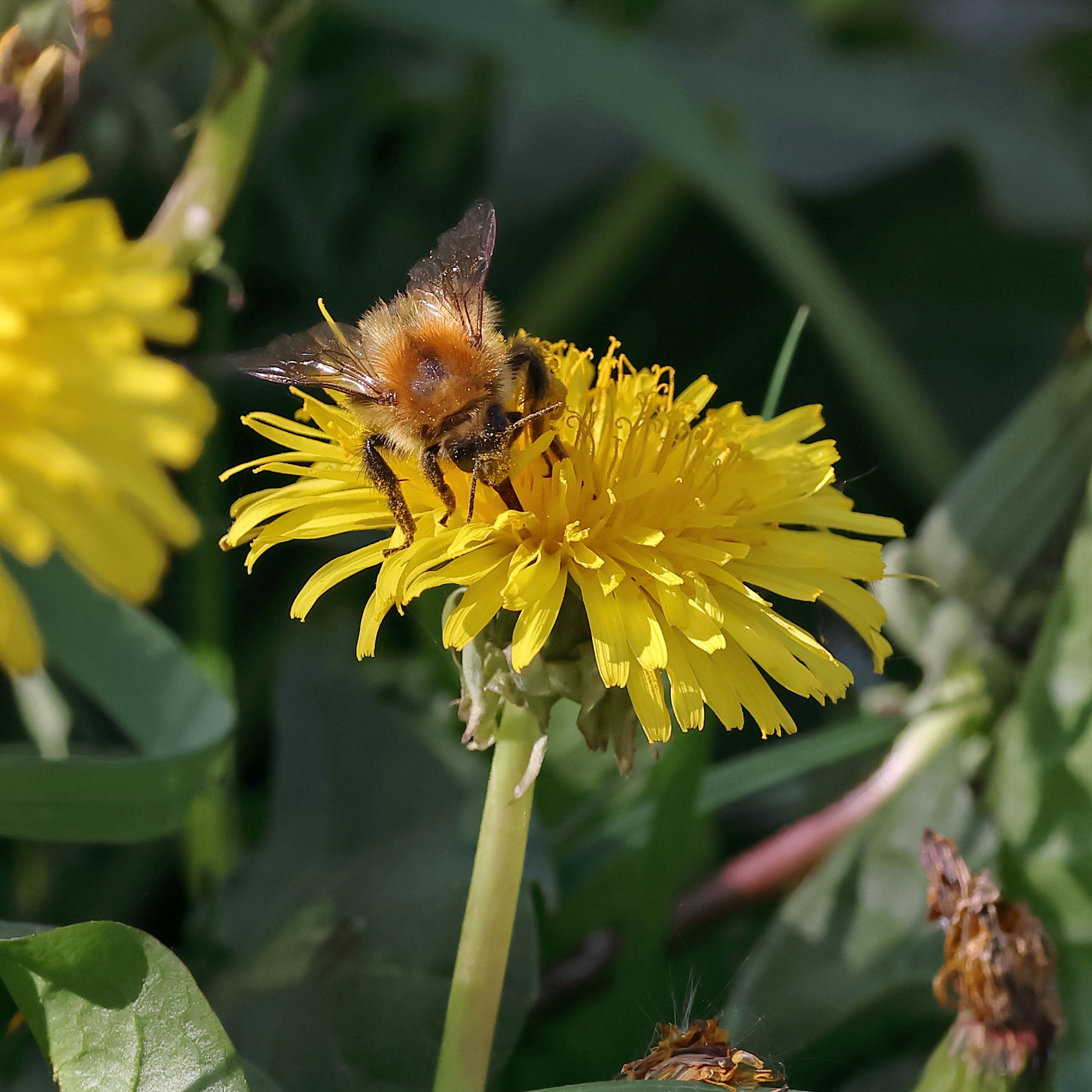 Common Carder Bee