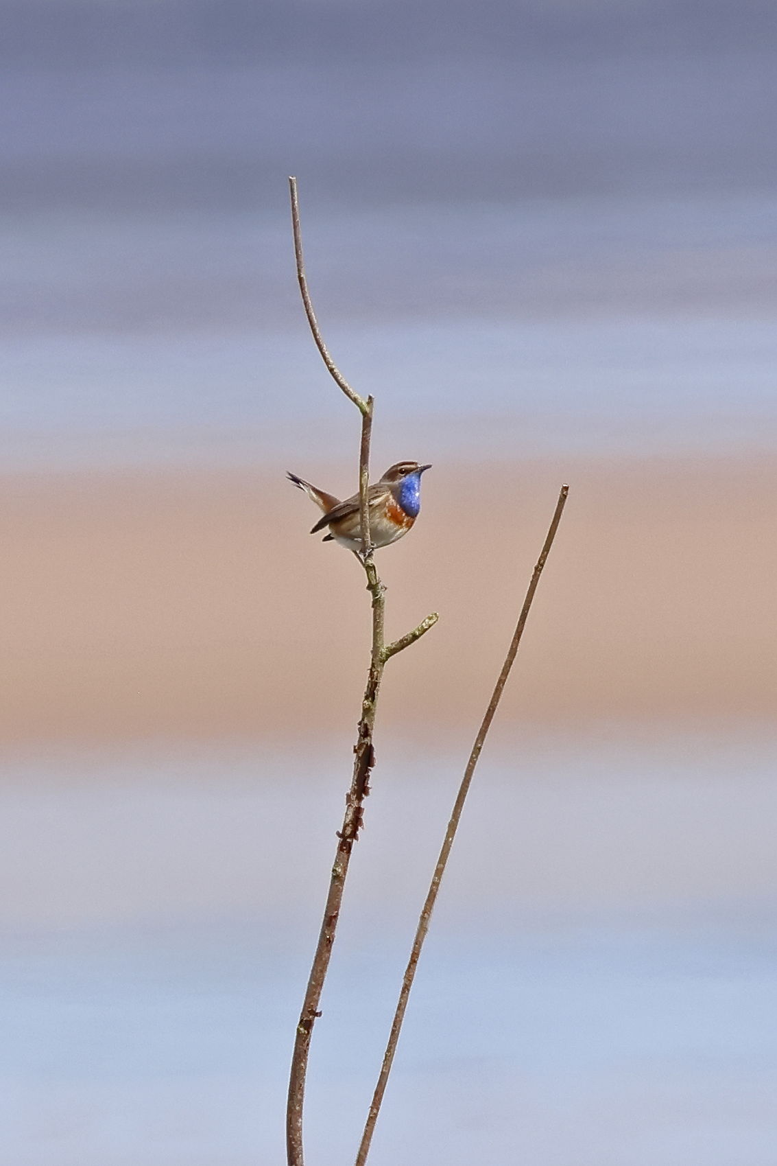 White-spotted Bluethroat