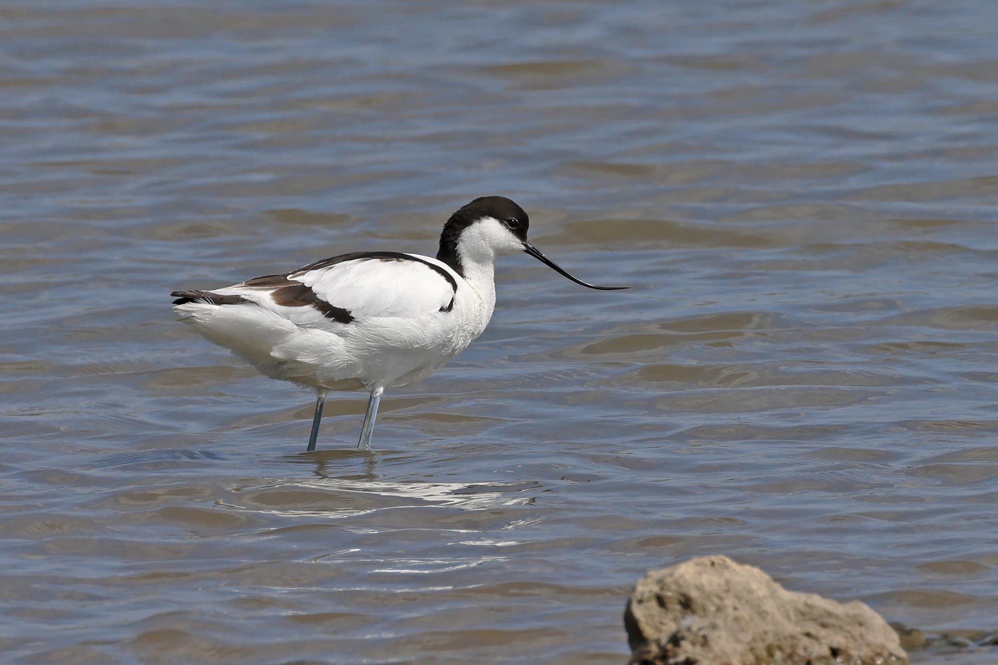 Avocet