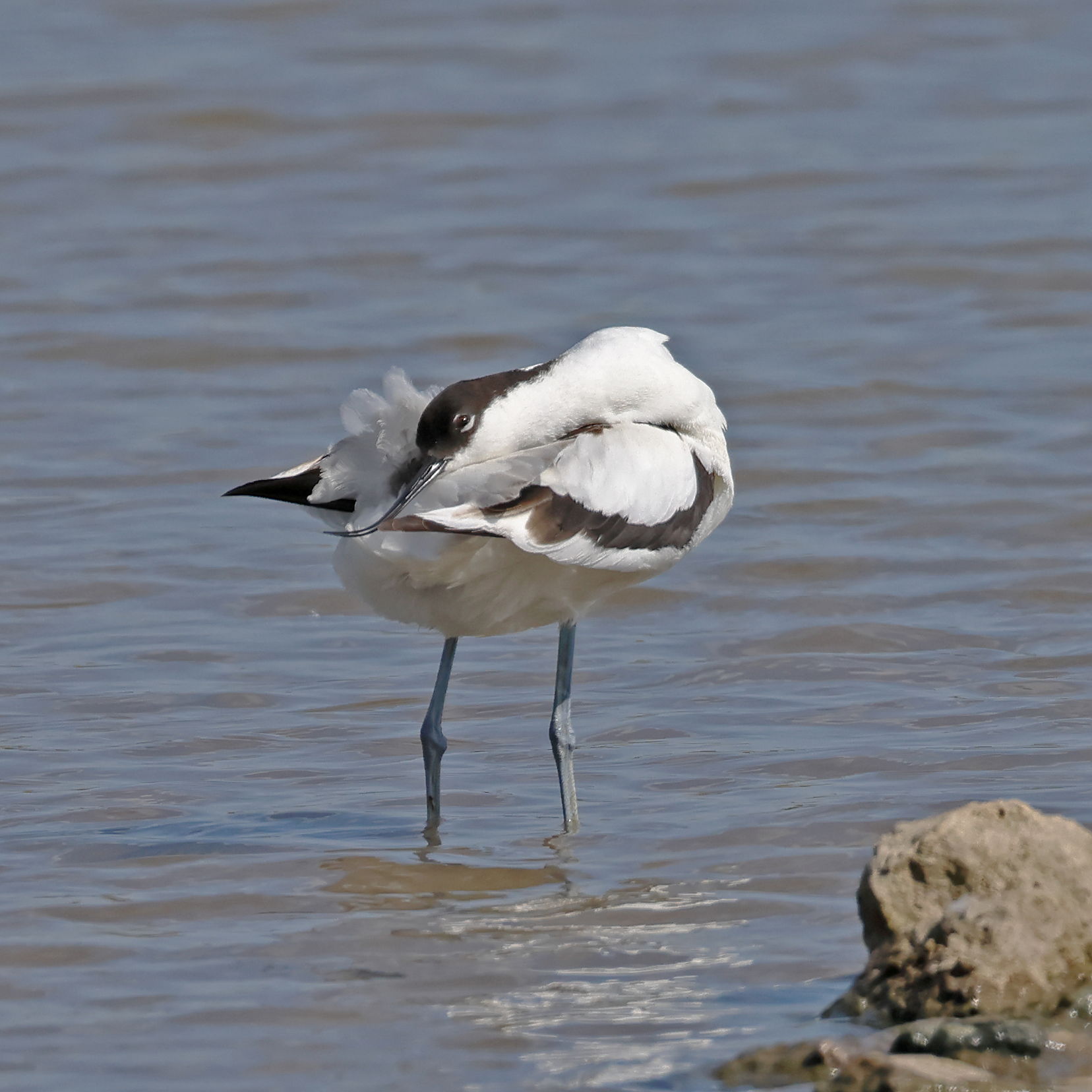 Avocet